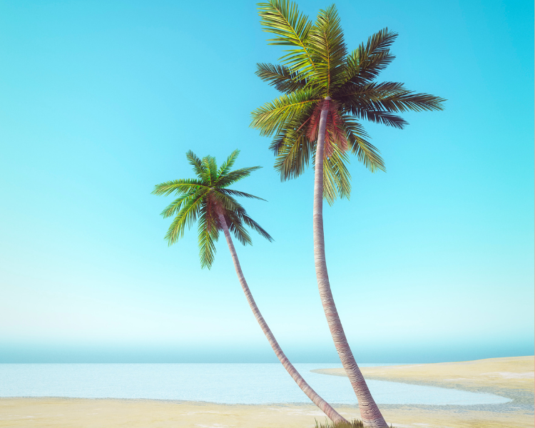 Request An (45).png