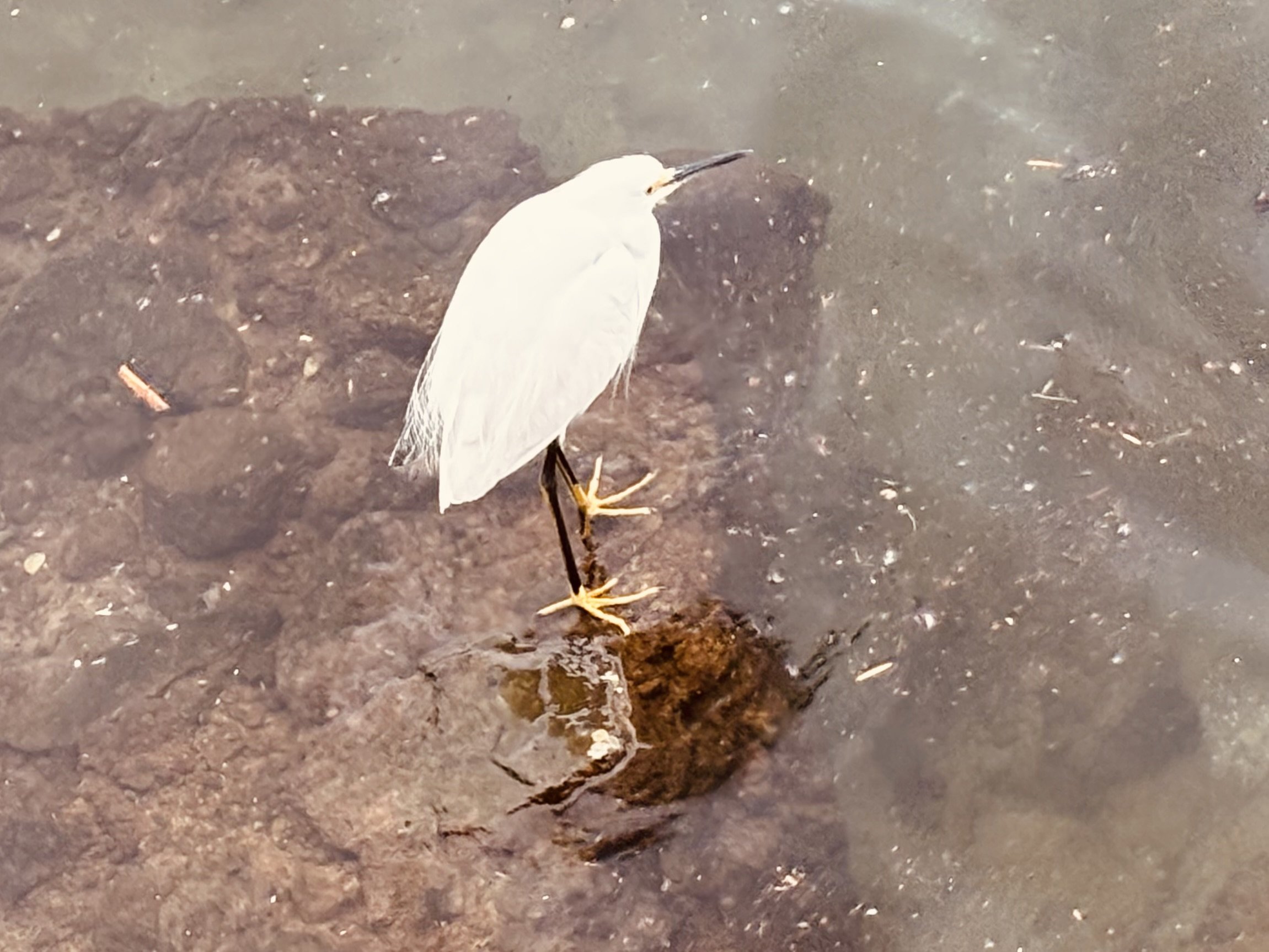 Bird Diary - Snowy Egret