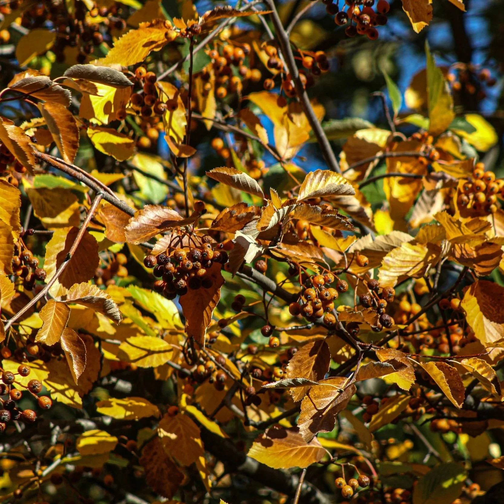 Close-up of autumn leaves and small orange berries on a bush, with sunlight and shadow.