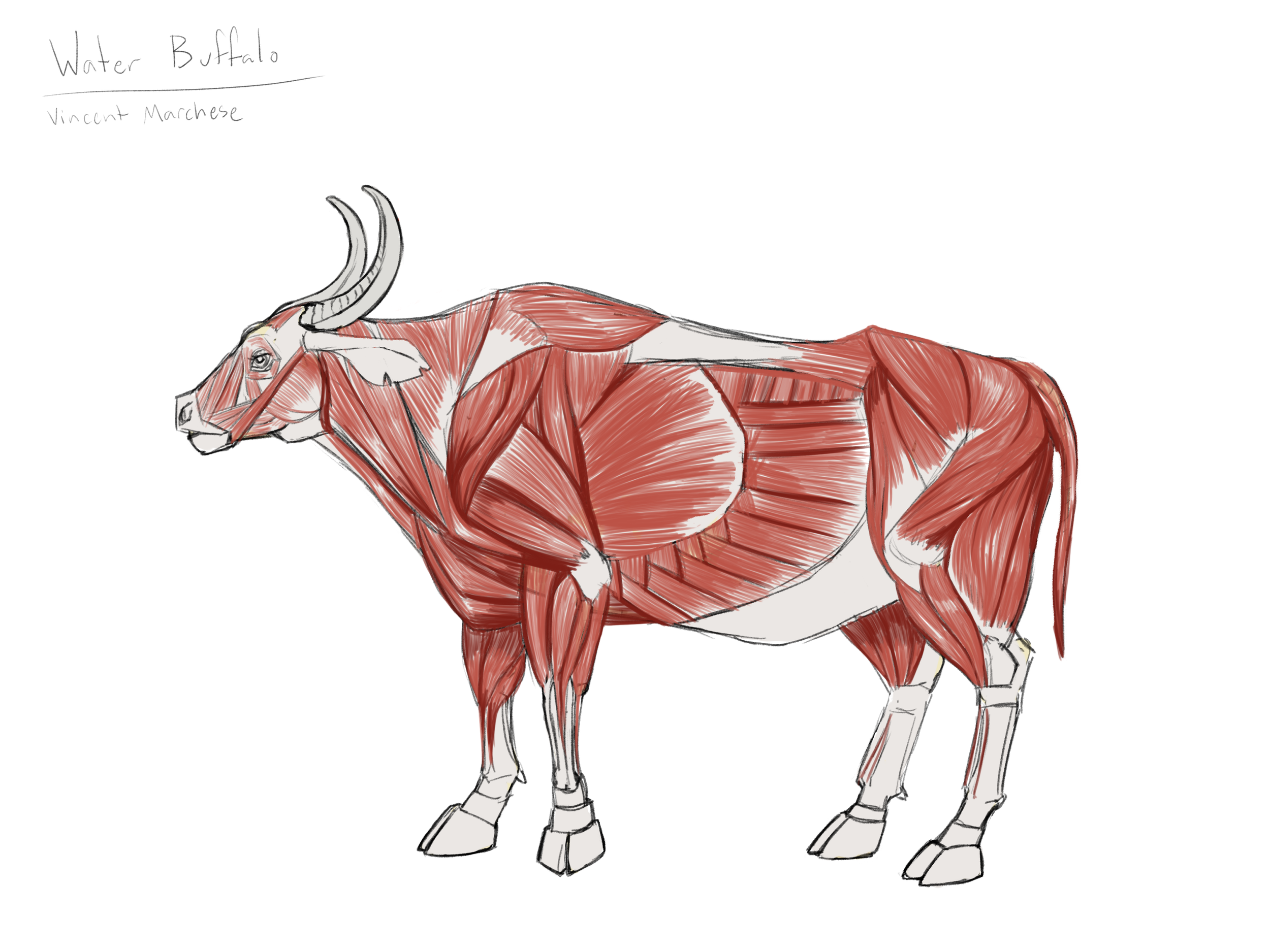 vmarchese_bovine_muscle.png