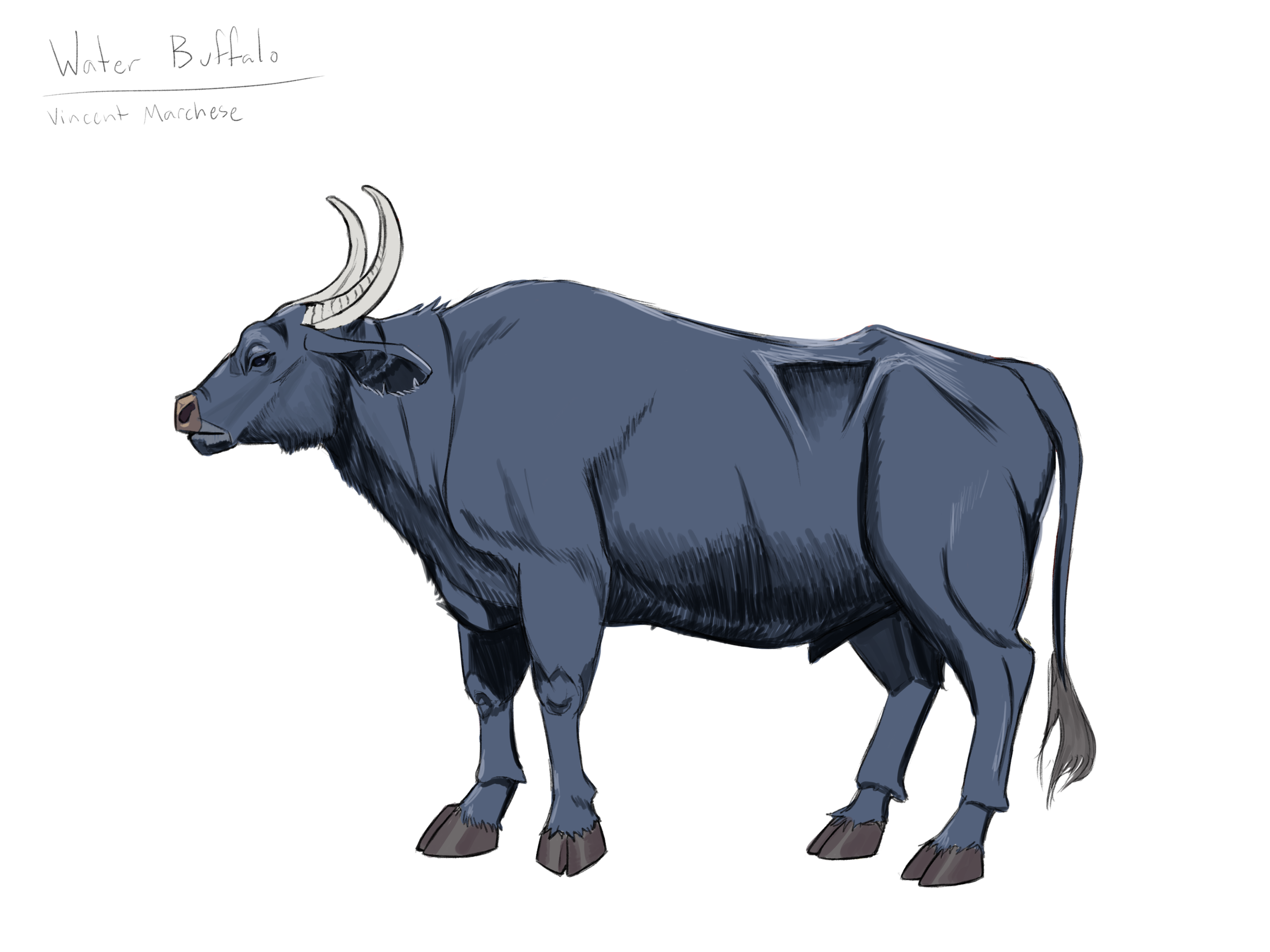 vmarchese_bovine_fur.png