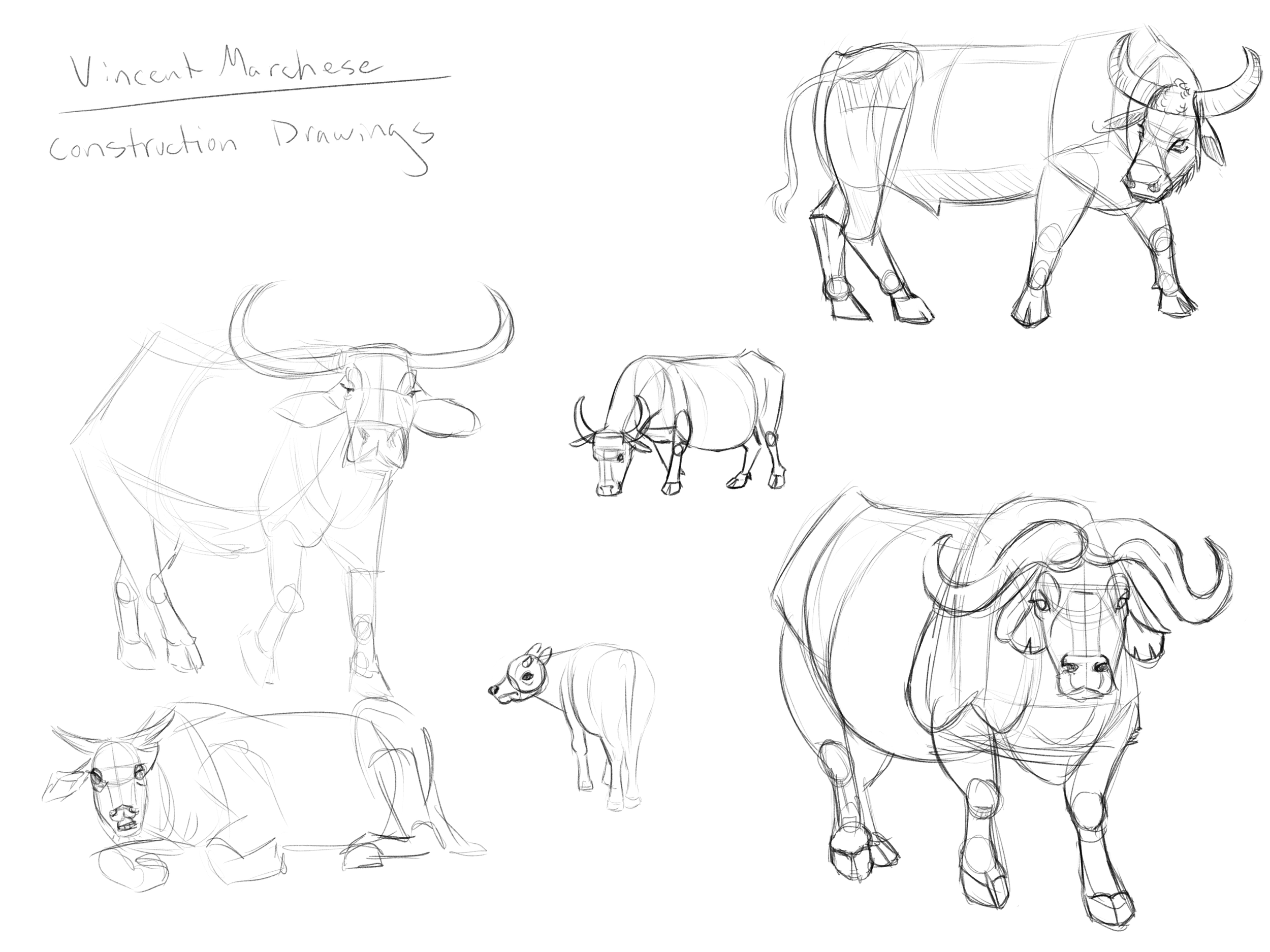 vmarchese_bovine_construction.png