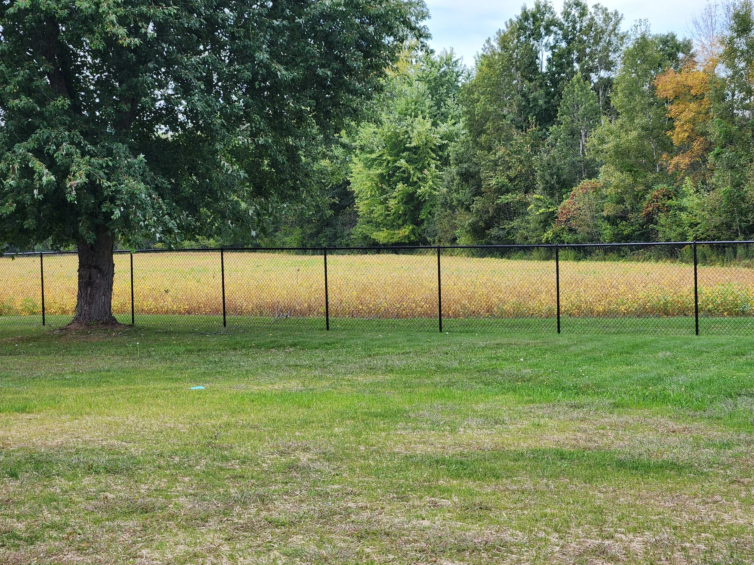 A large tree with dense green leaves standing next to a black metal fence in a grassy area, with more trees in the background under a cloudy sky.