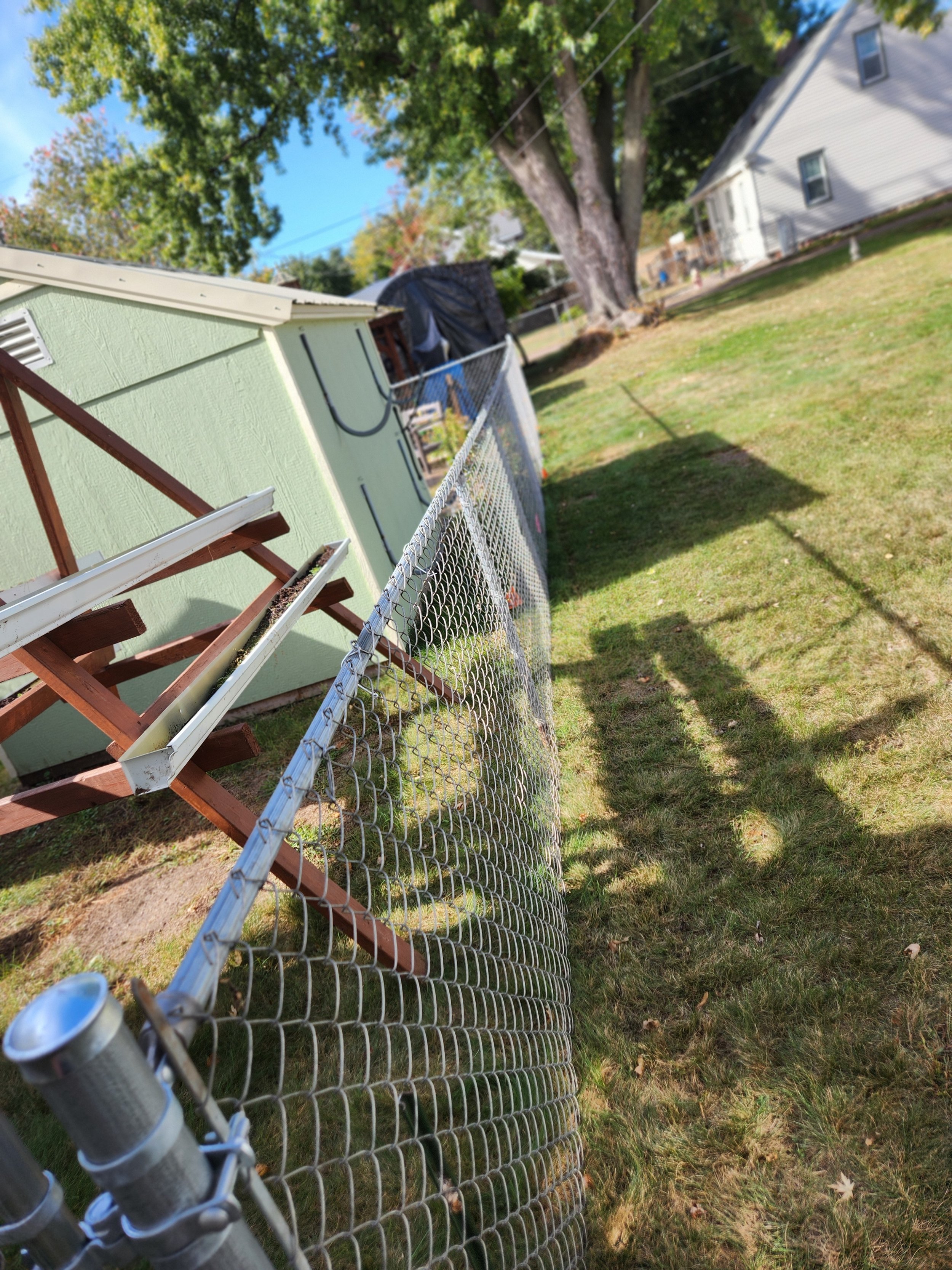 A backyard with a green shed on the left, a chain-link fence, and a large tree with green leaves. There are two houses in the background under a blue sky with some clouds.