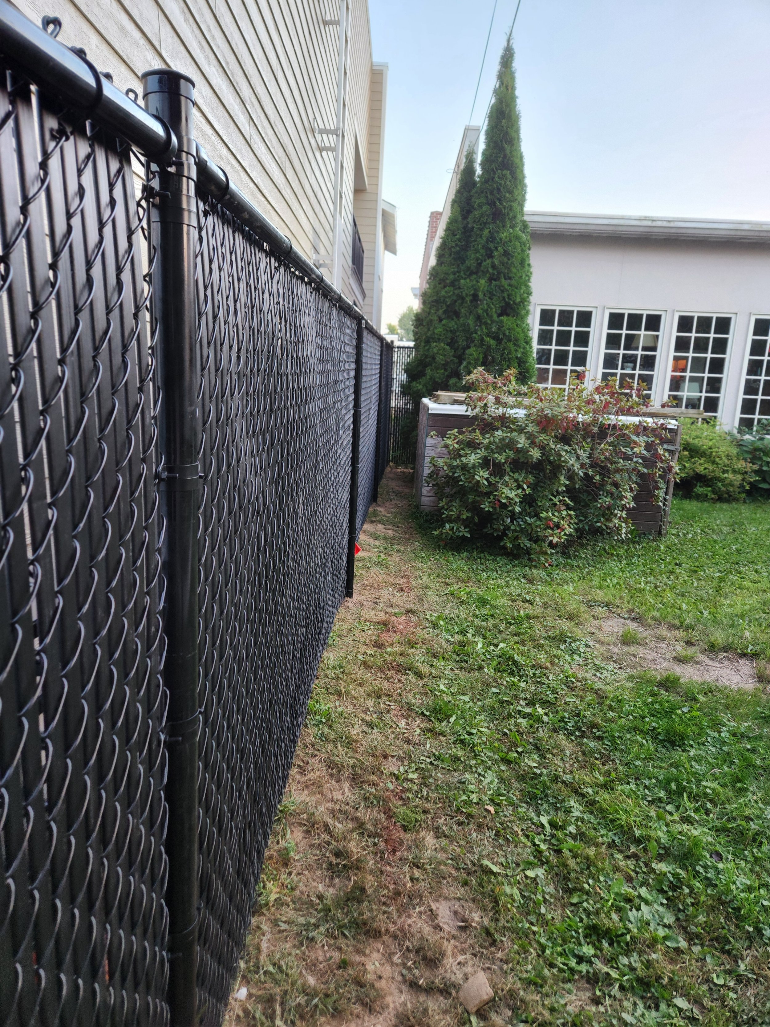 Photo of a backyard side yard with a black chain-link fence on the left, a small patch of grass and dirt on the ground, and a tall, narrow evergreen tree in front of a house with large white-framed windows.