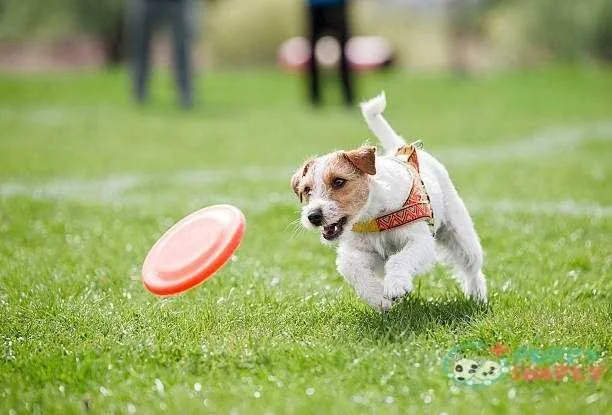 Skyhoundz Frisbee Distance & Accuracy (Micro Mini Size Dog) Intermediate