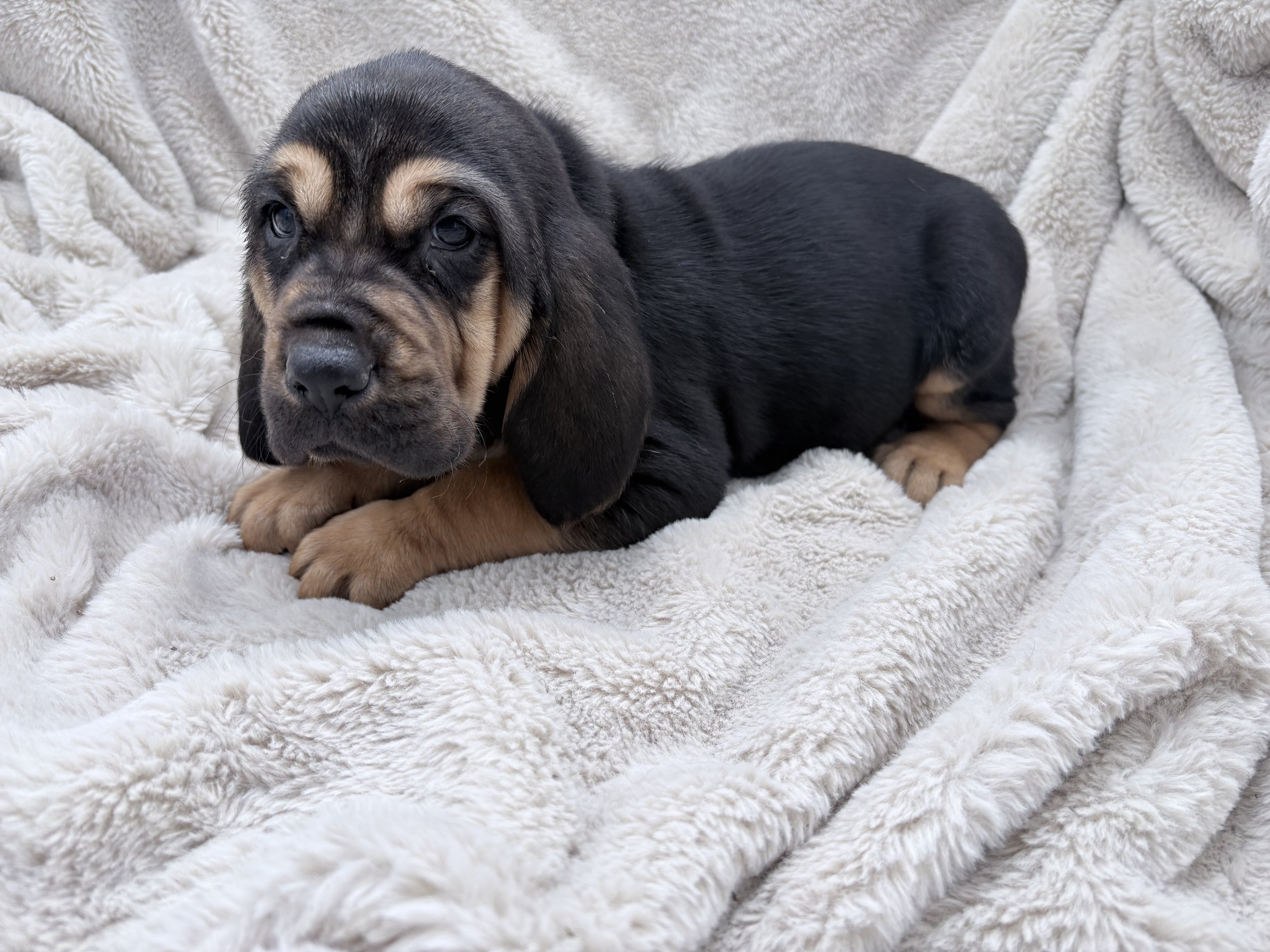 AKC hunting dog girl or boy