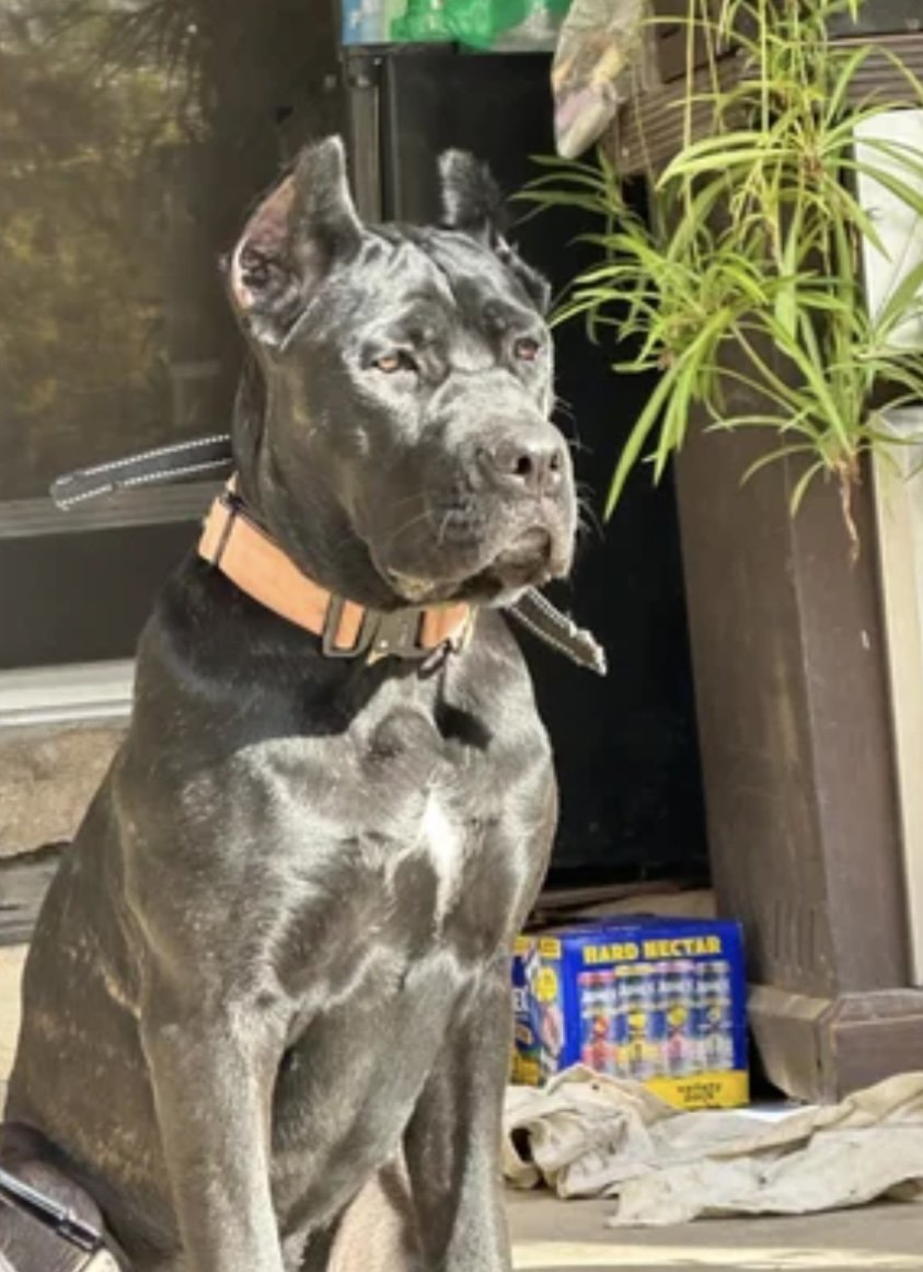 A brindle-colored dog with a serious expression sitting outdoors near a potted plant and a box of dog treats.