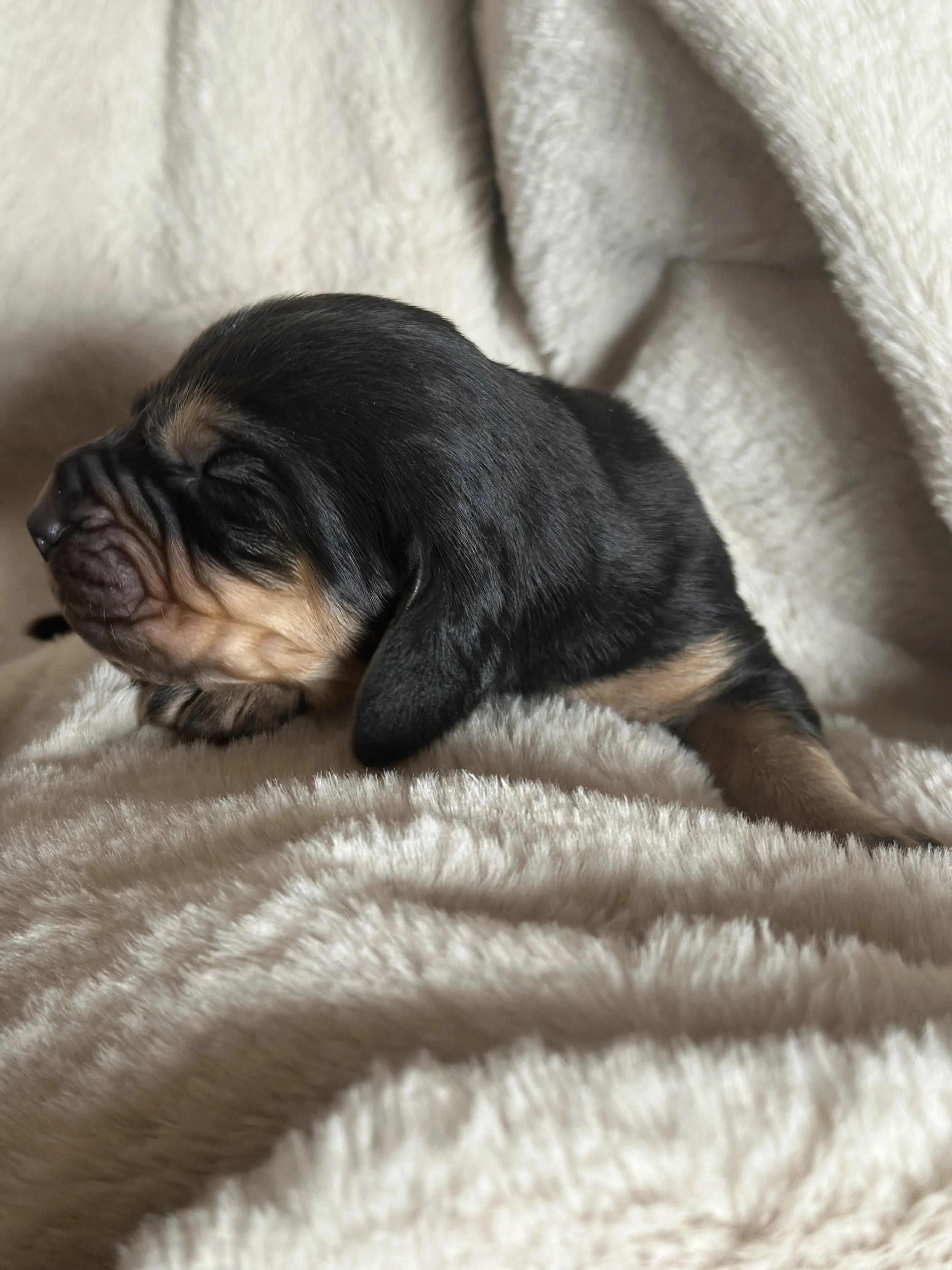 Male AKC Bloodhound Black and Tan