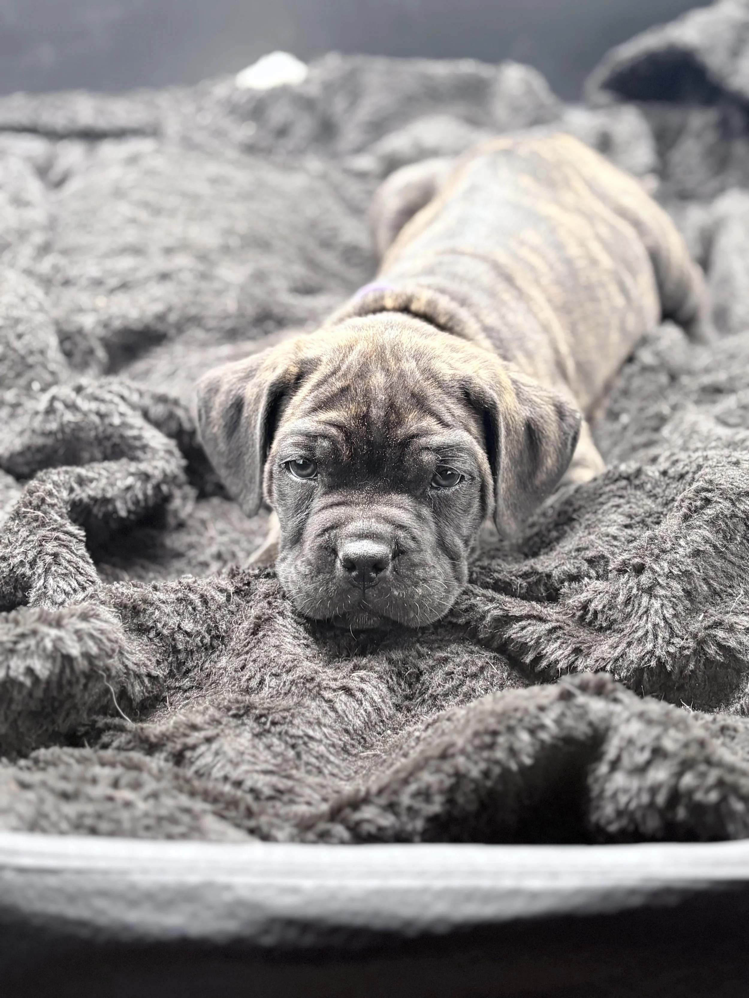 registered cane corso puppy