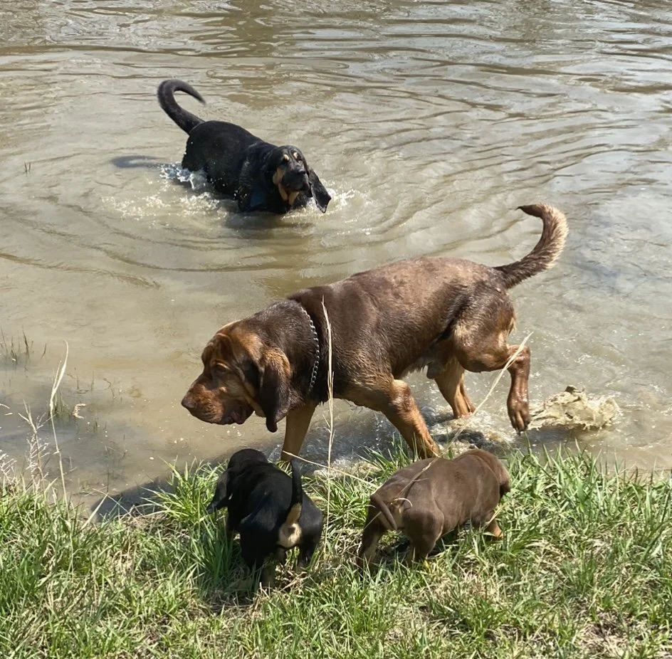 Three dogs by a muddy pond with grass in the foreground. One dog is swimming in the water, and two dogs are on the grass, with one entering the water.