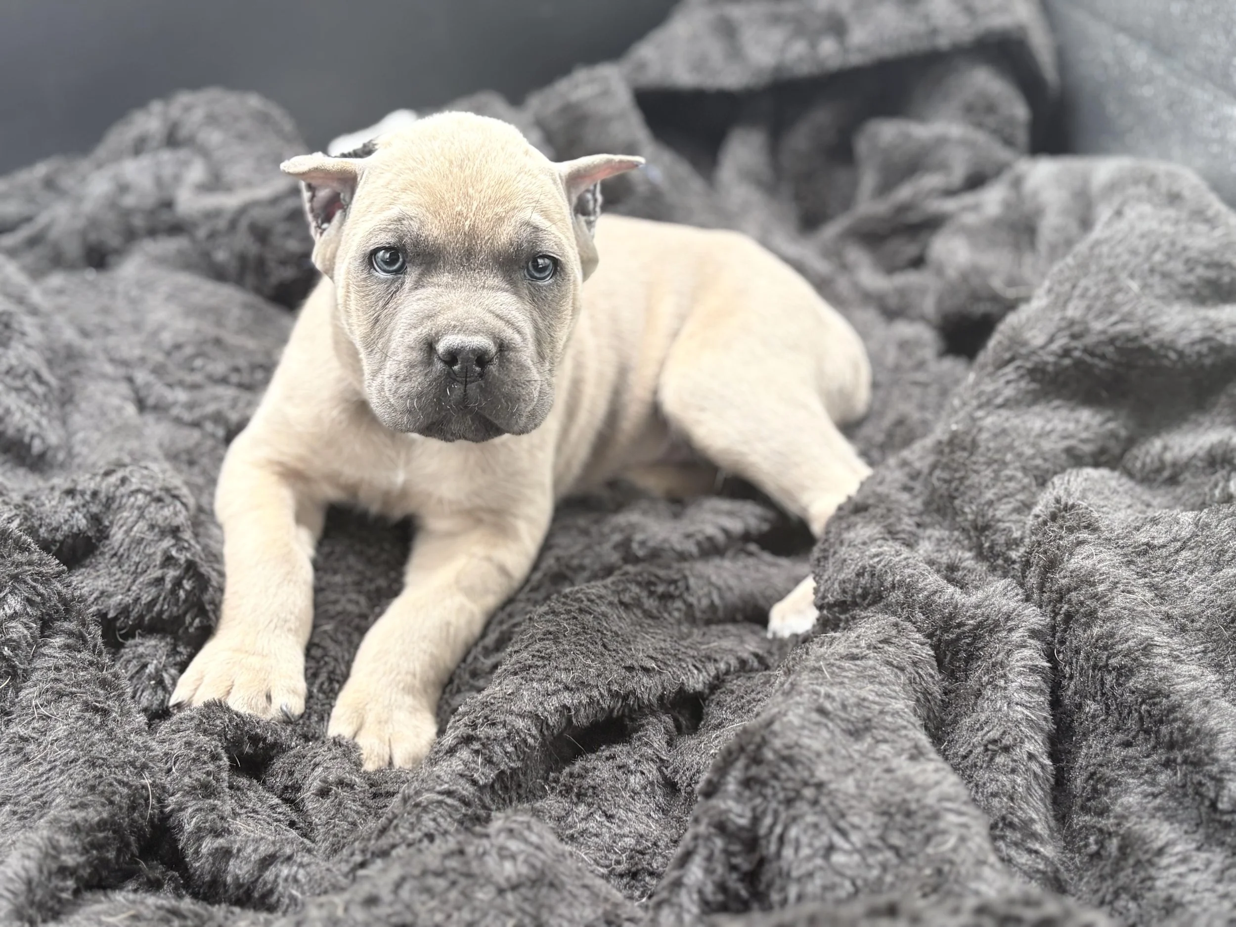 formentino cane corso