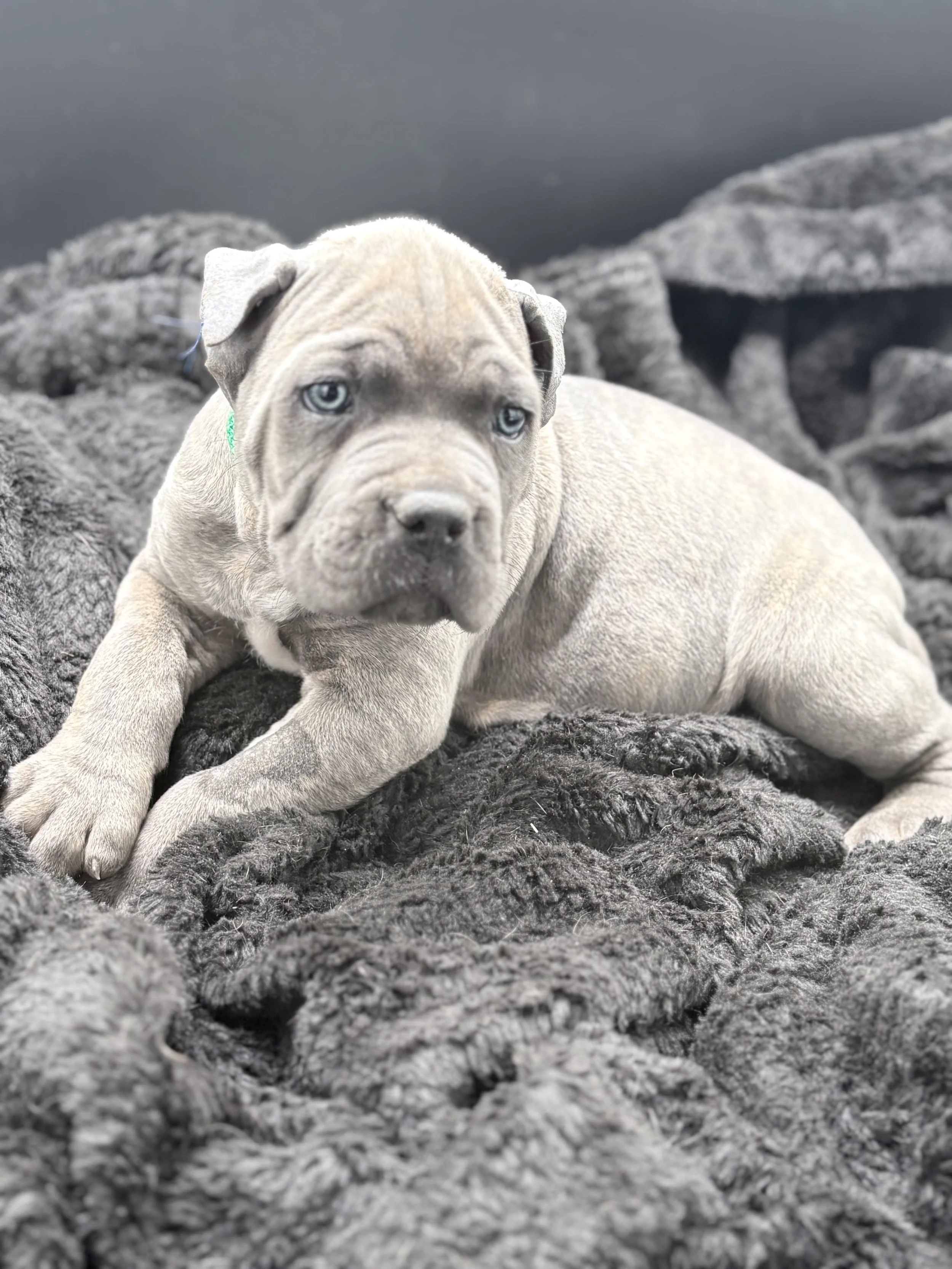 gray brindle cane corso