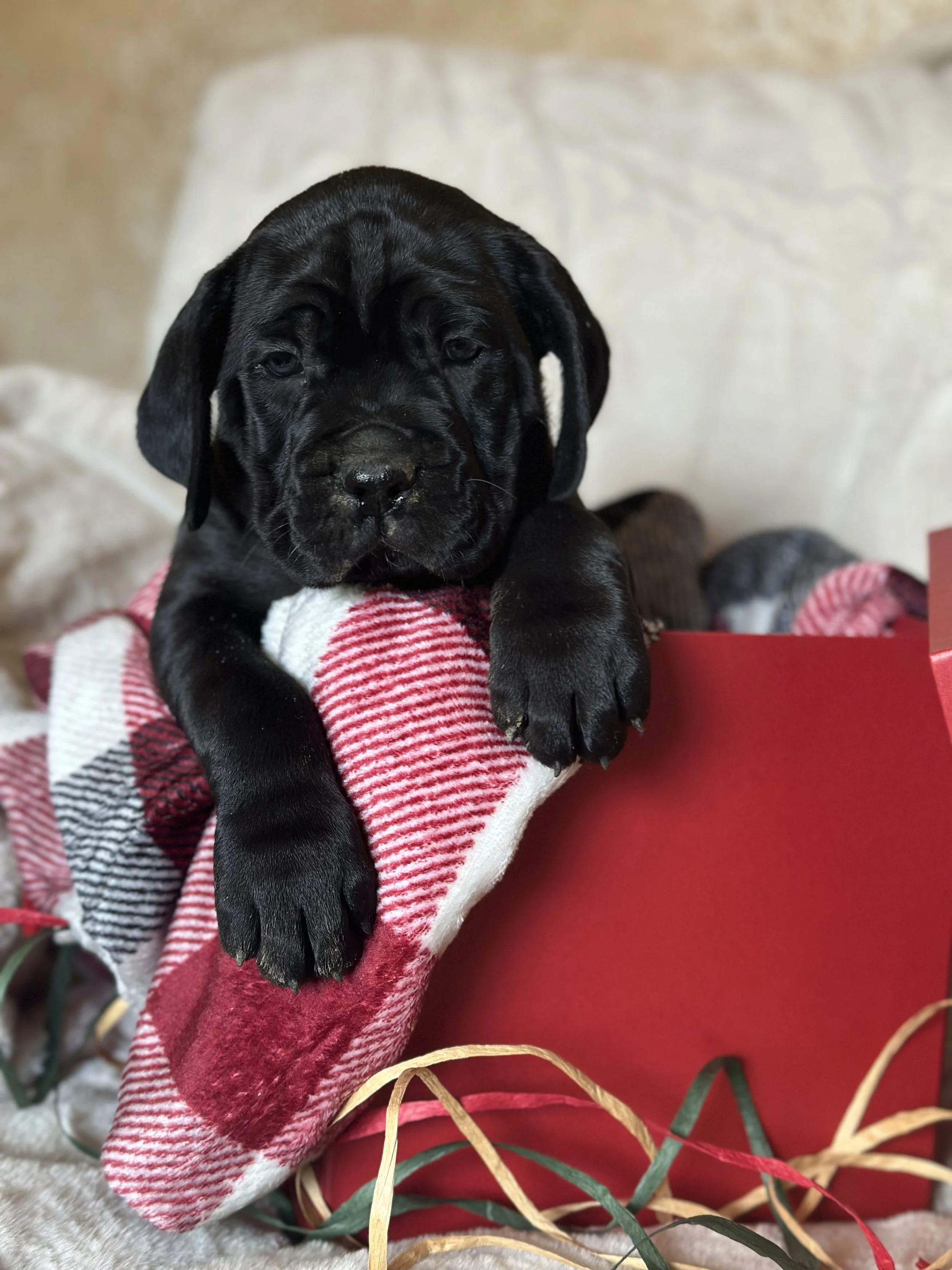 Christmas puppy for sale cane corso oklahoma