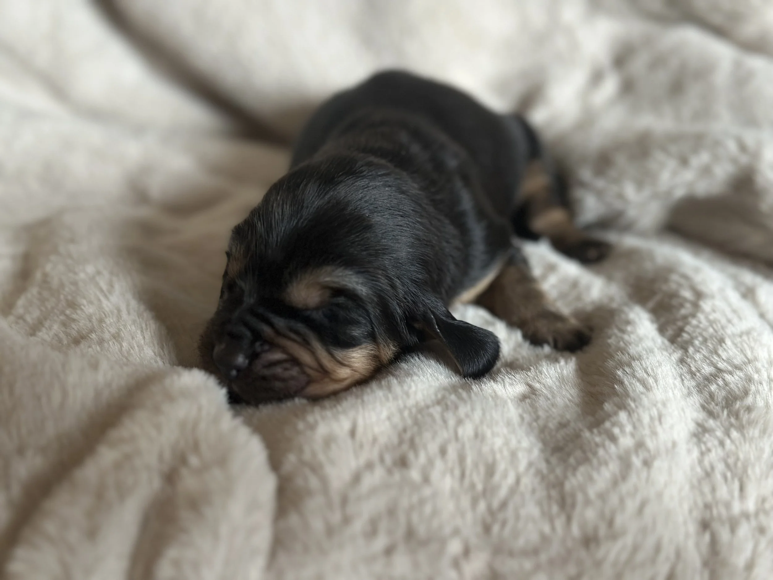 Oklahoma tracking bloodhound for sale