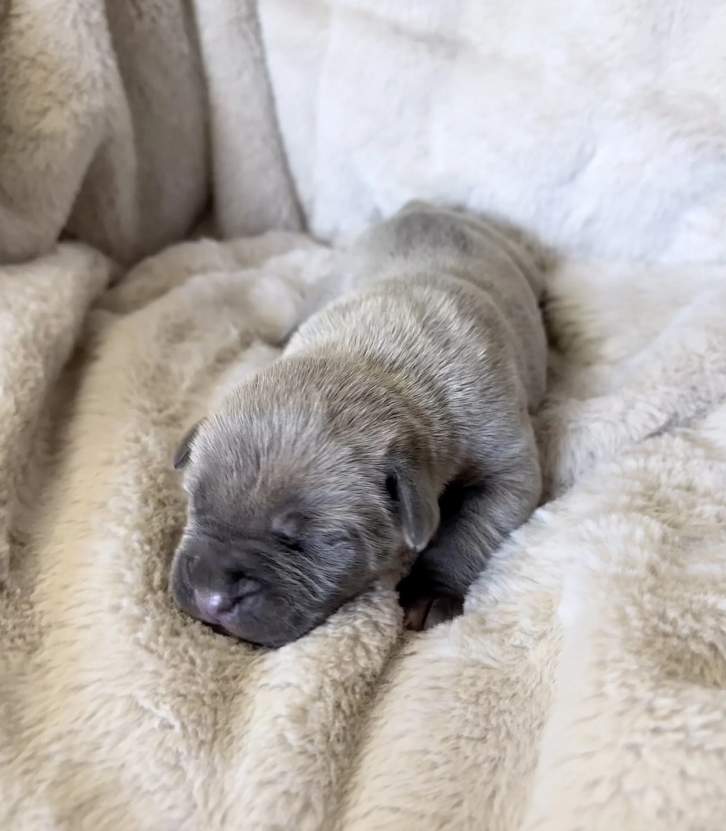 FEMALE AKC CANE CORSO FOR SALE OKLAHOMA