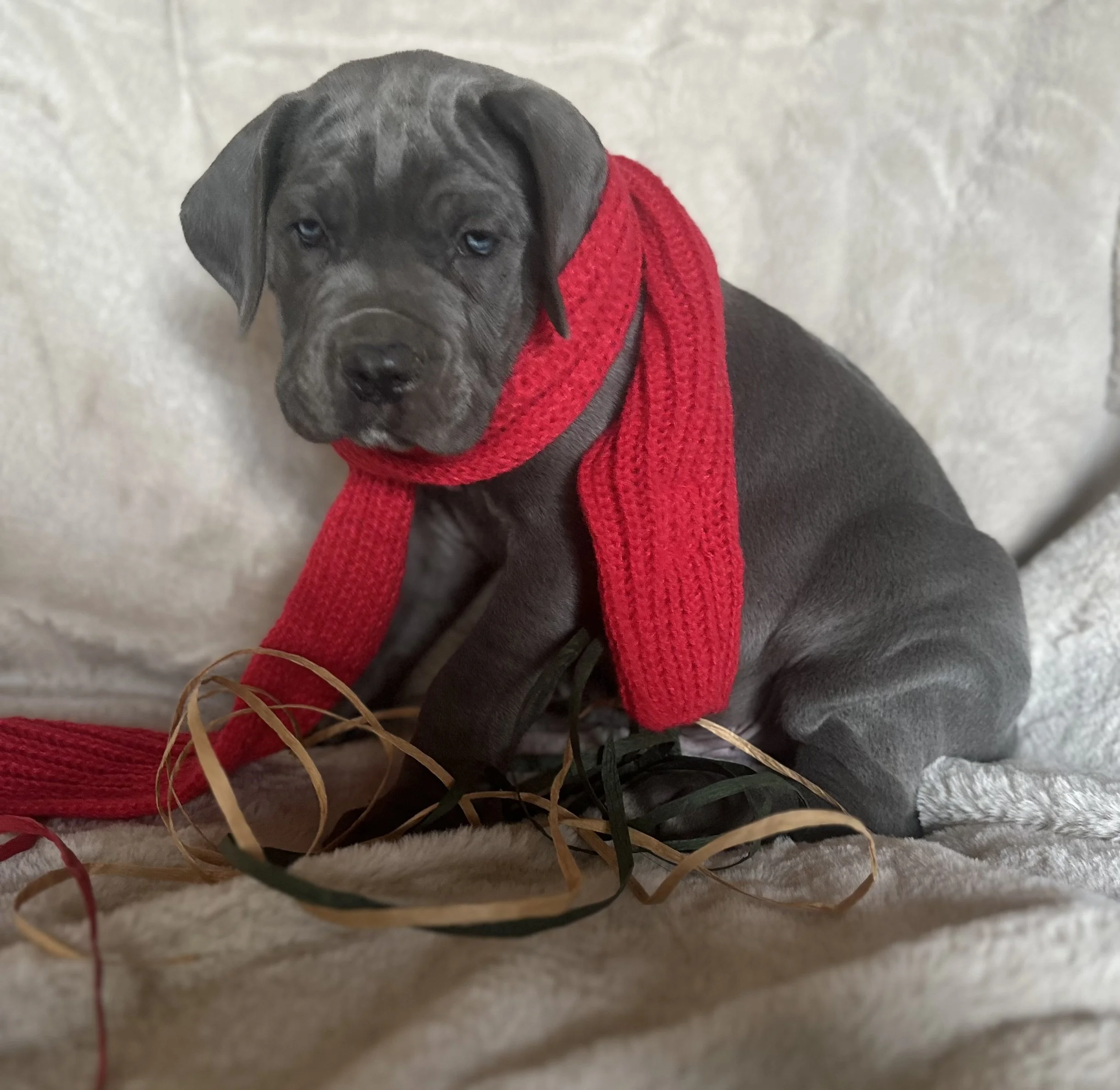 Grey puppy with blue eyes wearing a red scarf, sitting on a soft surface with decorative ribbons.