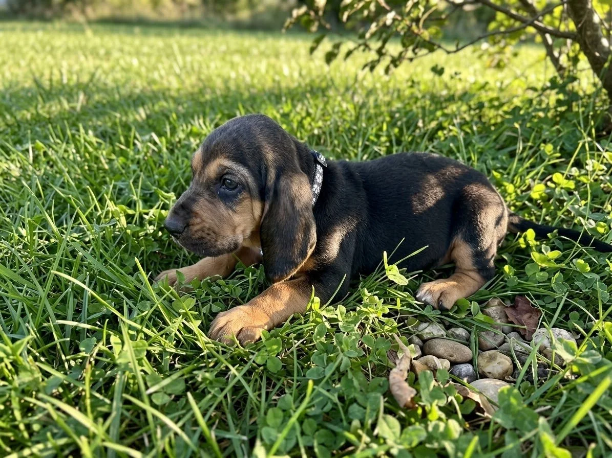 AKC registered bloodhound for sale in oklahoma