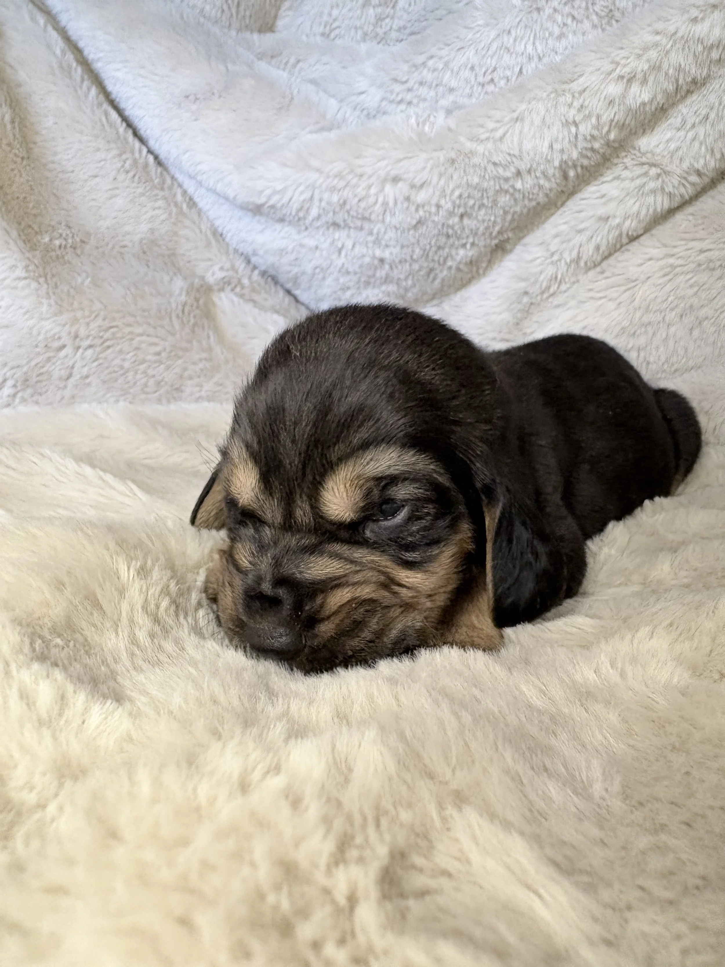 Black and tan bloodhound for sale