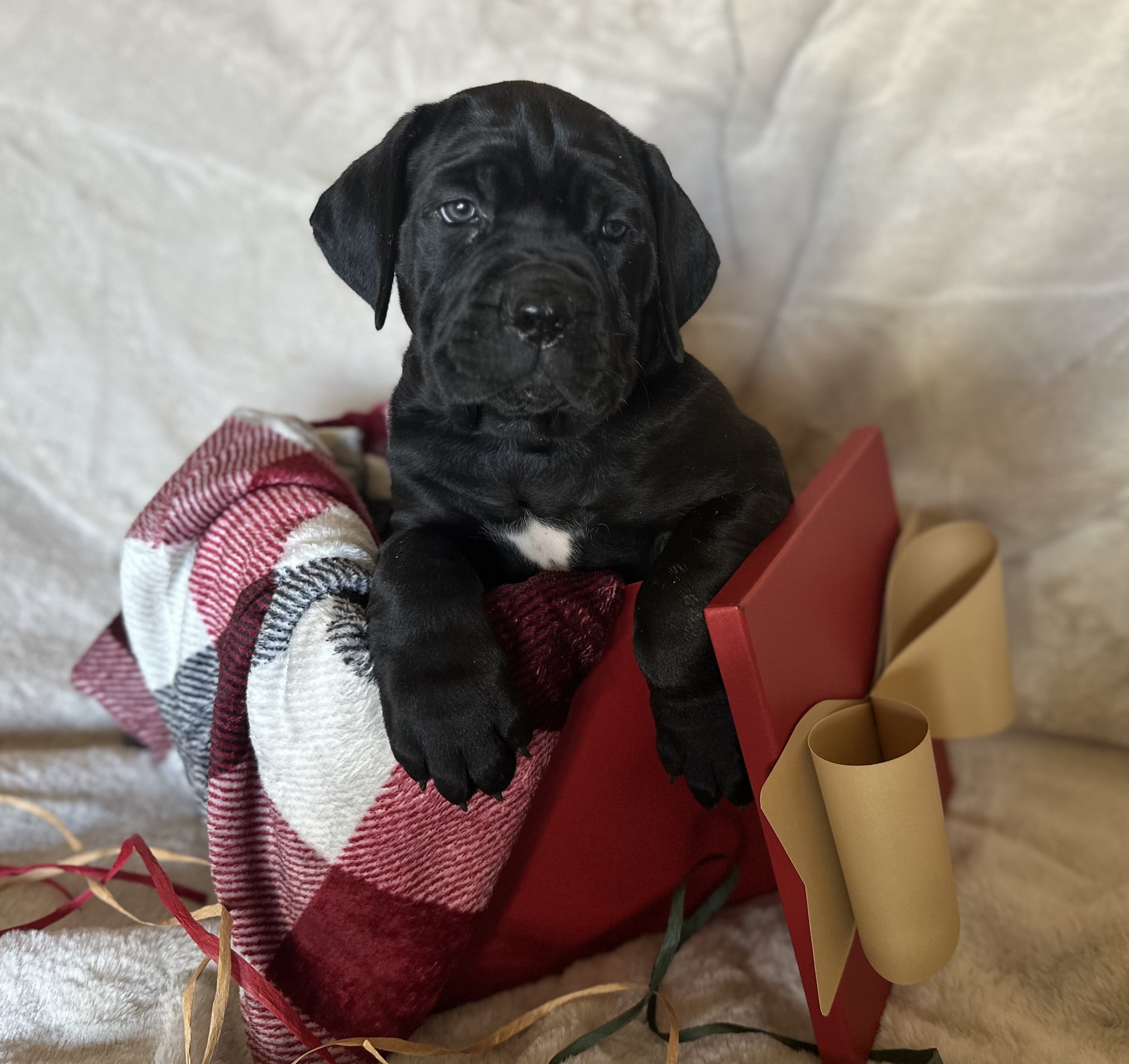 Black Cane Corso Puppy Christmas Oklahoma