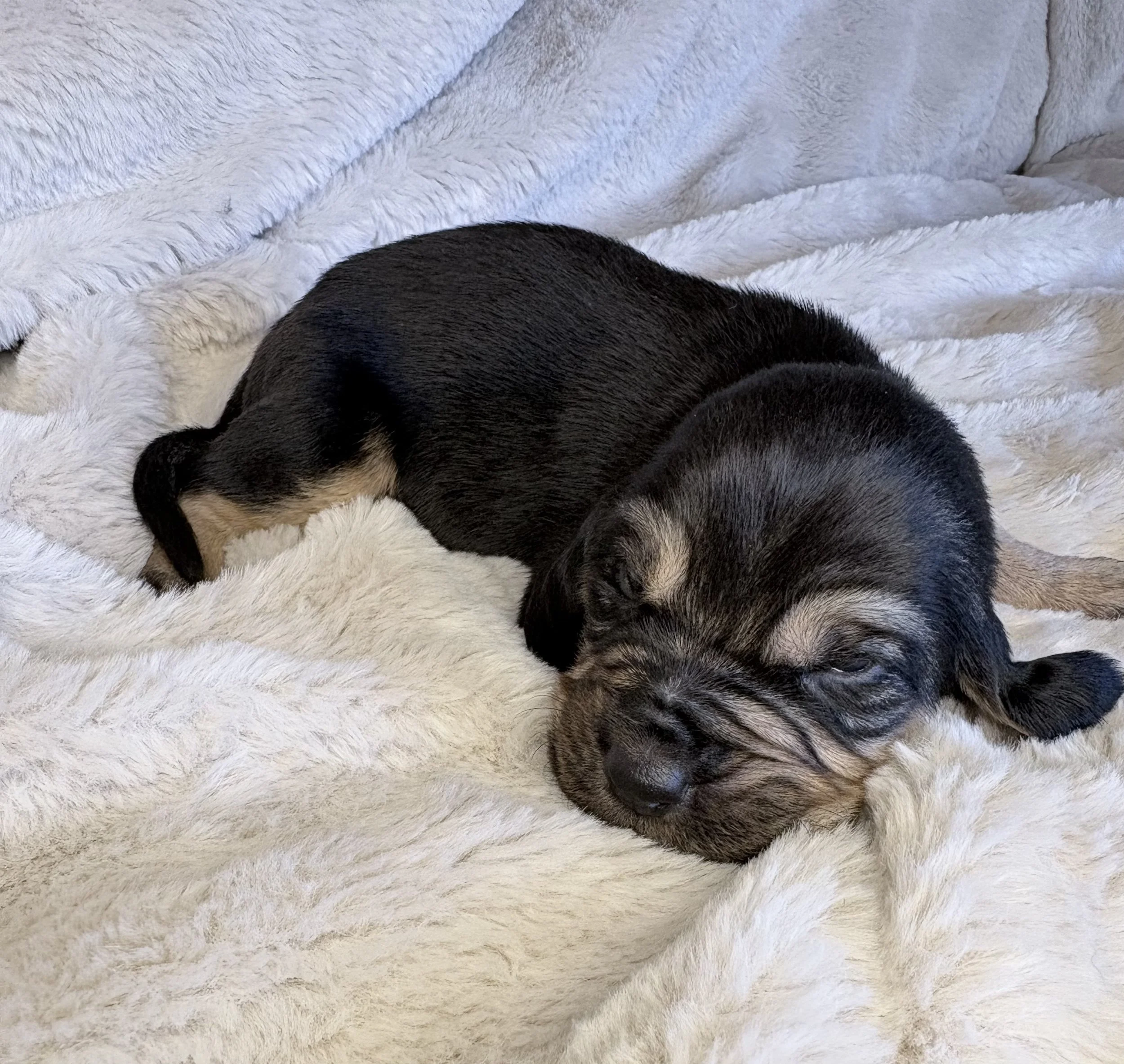 Female AKC bloodhound for sale oklahoma