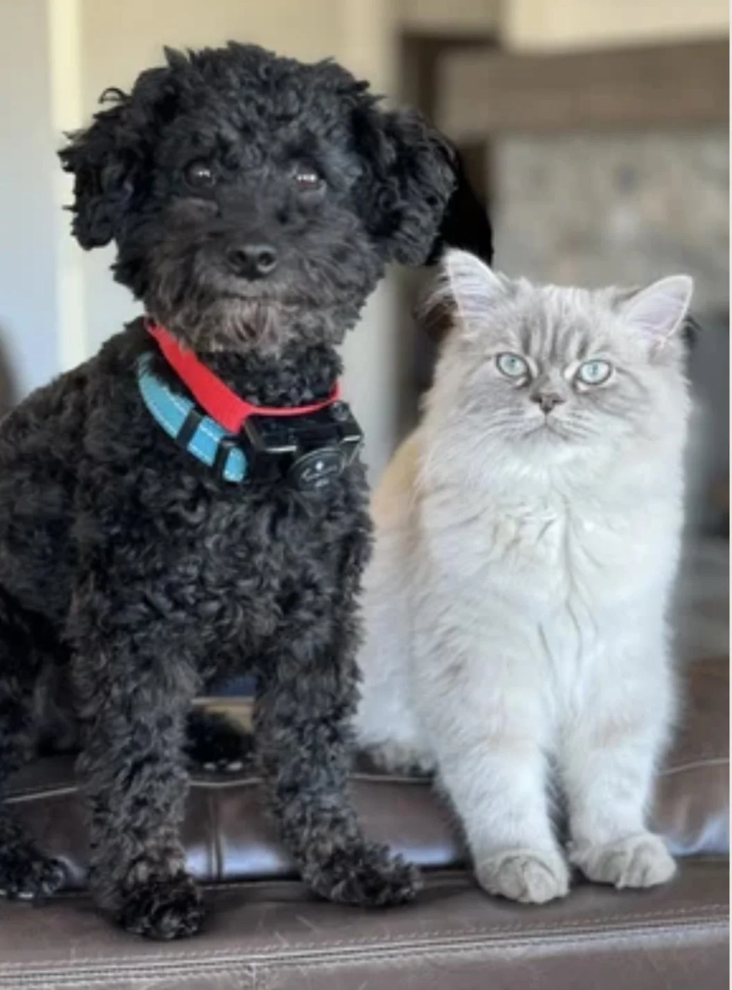 A black curly-coated puppy with a red collar and a blue leash standing next to a light-colored, long-haired cat with blue eyes, both sitting on a brown leather surface indoors.