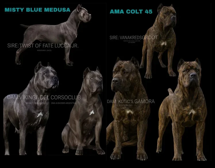 Photo of six Cane Corso dogs with names and breed details, divided into two groups. The left group includes Misty Blue Medusa and two others, while the right group features Ama Colt 45 and two more, all on a black background.