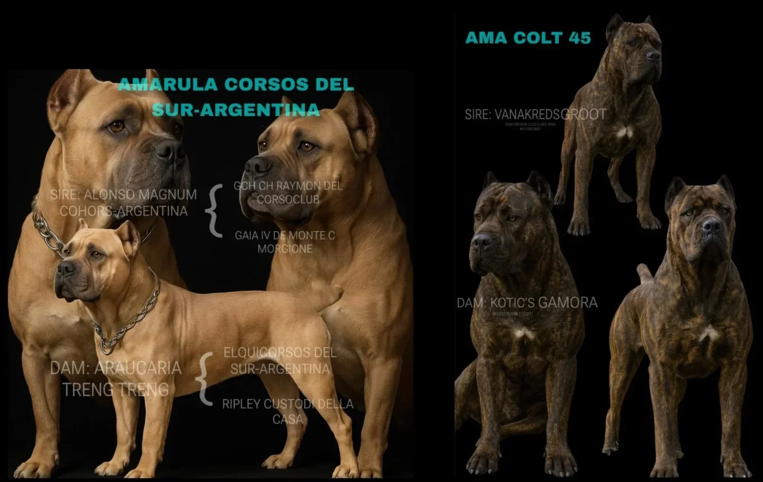 AKC and ICCF registered cane corso breeder in oklajoma