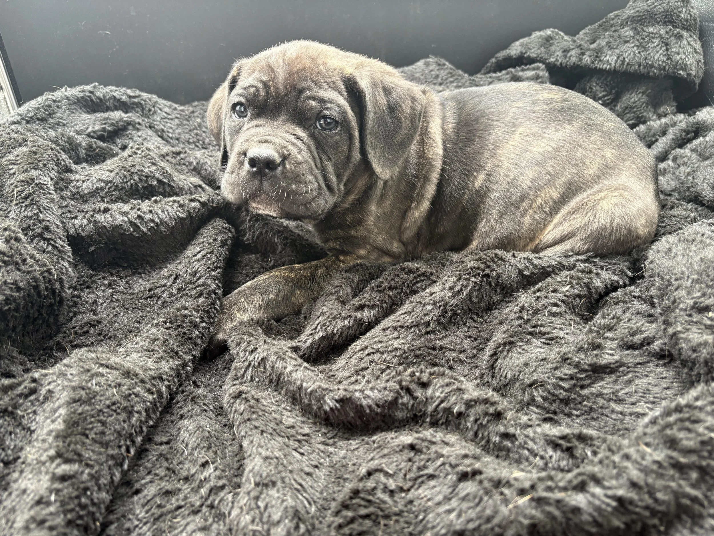 black brindle cane corso puppy