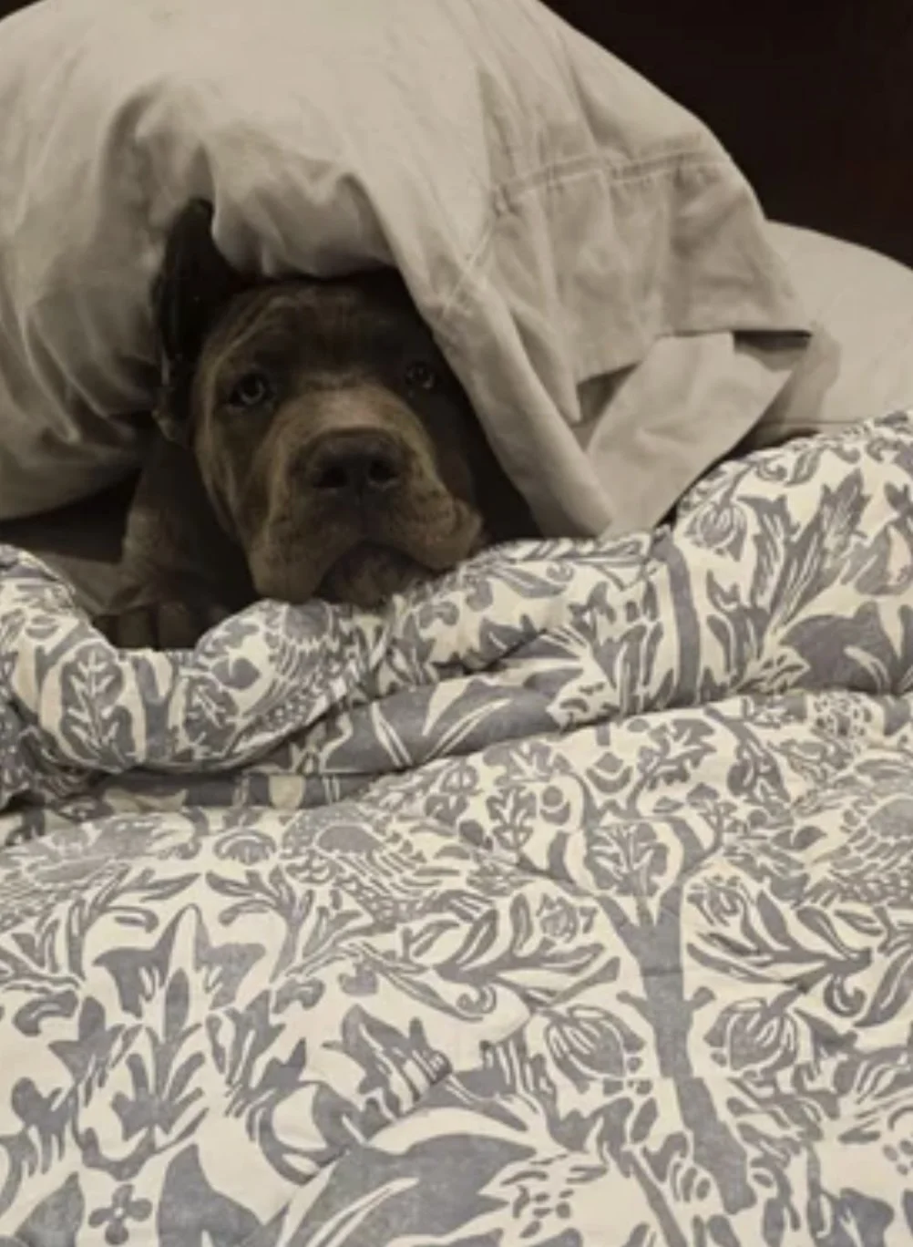 A brown dog with a black nose and expressive eyes lying in bed under a beige blanket, resting its head on patterned sheets.