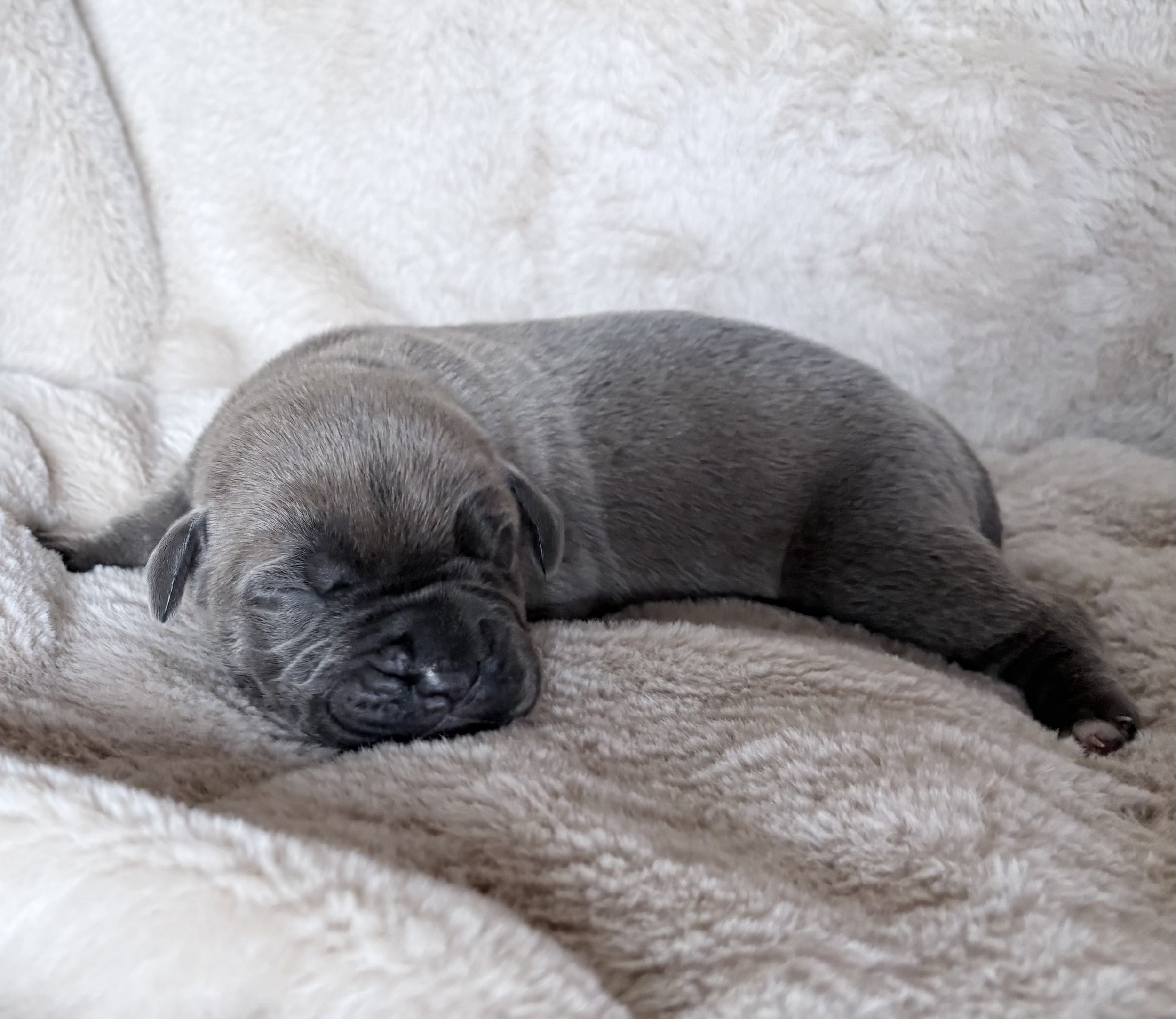 Cane Corso Puppy for sale oklahoma