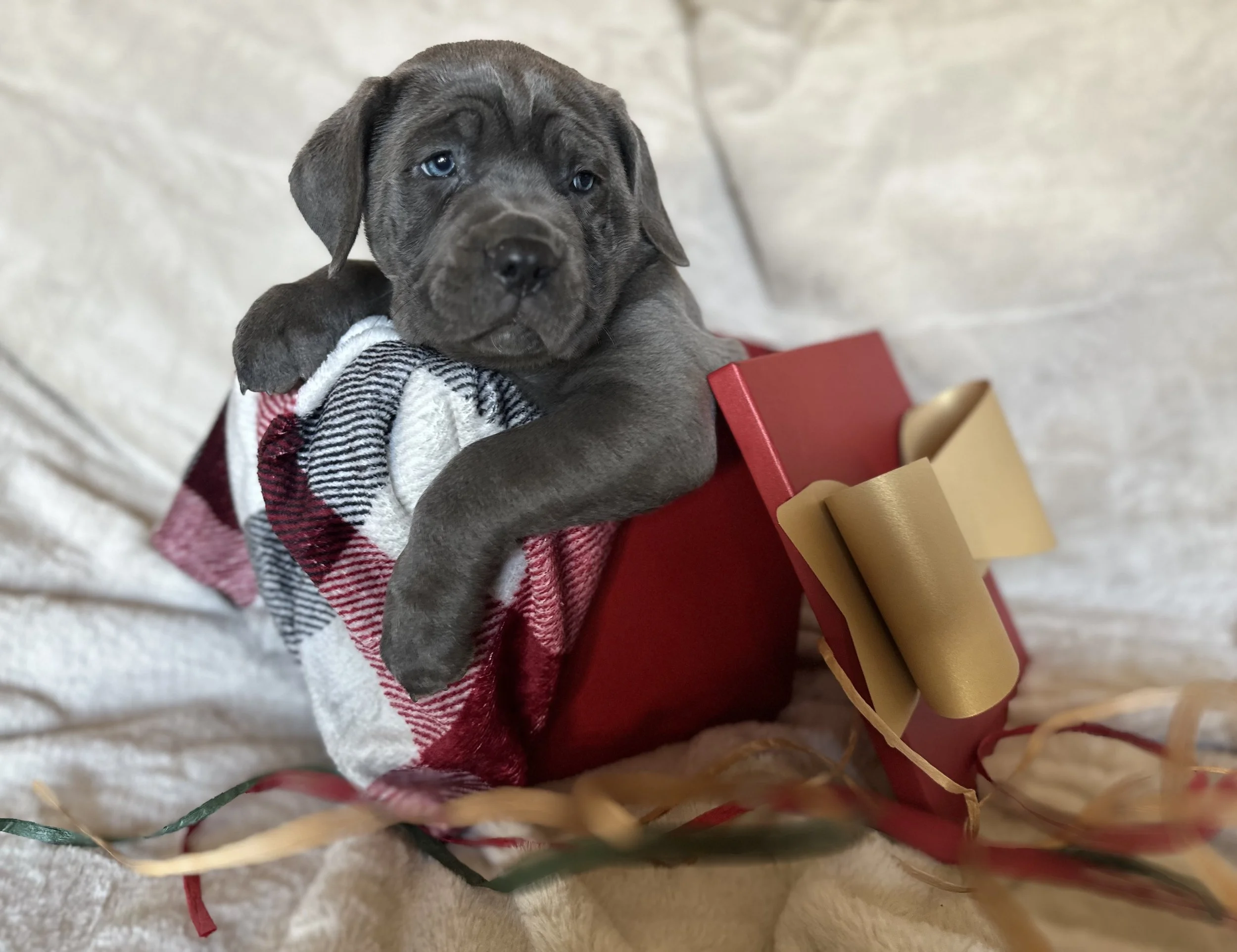Adorable cane corso puppy with blue eyes sitting inside a red gift box, draped in a black, white, and pink plaid blanket, surrounded by gold and red ribbons on a soft beige surface with a plain beige background.