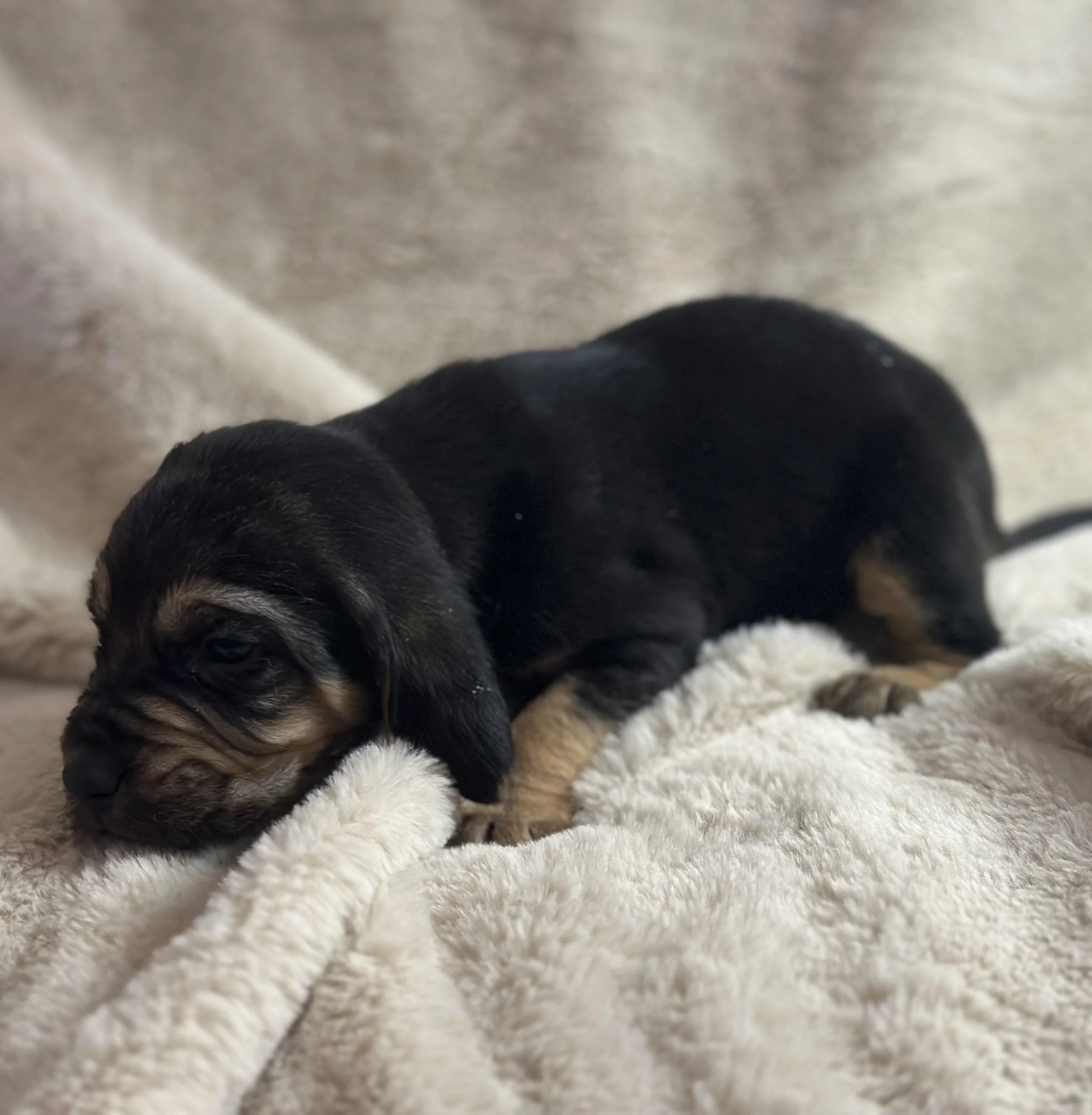 tracking dog bloodhound for sale