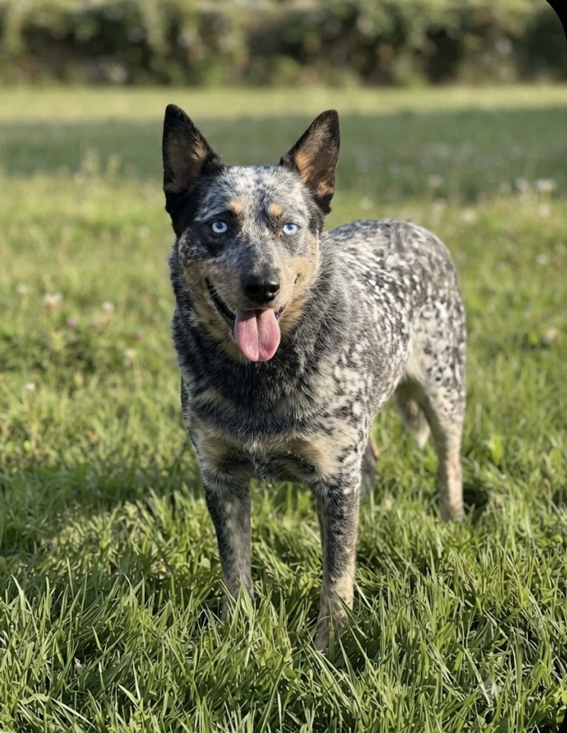 Blue eyed pure bred blue heeler Australian cattle dog breeder in oklahoma
