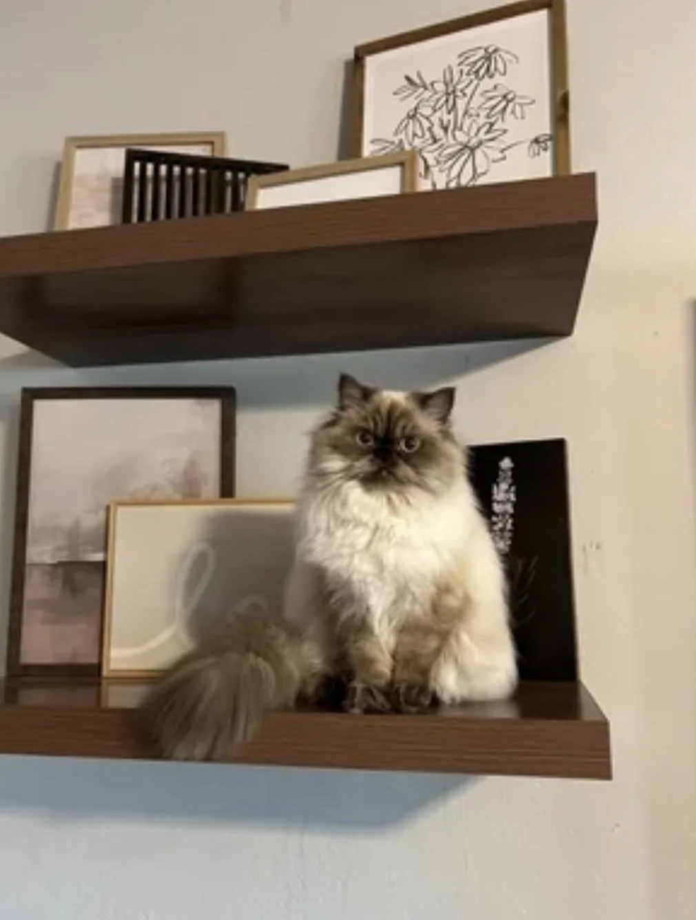 A fluffy Siamese cat sitting on a wooden shelf with framed pictures and artwork behind it.