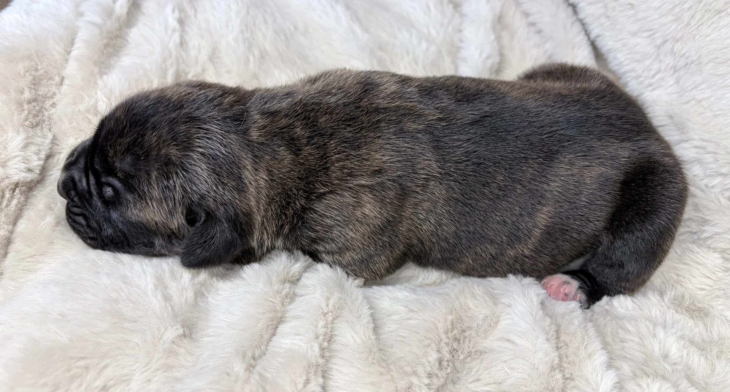 Brindle cane corso male