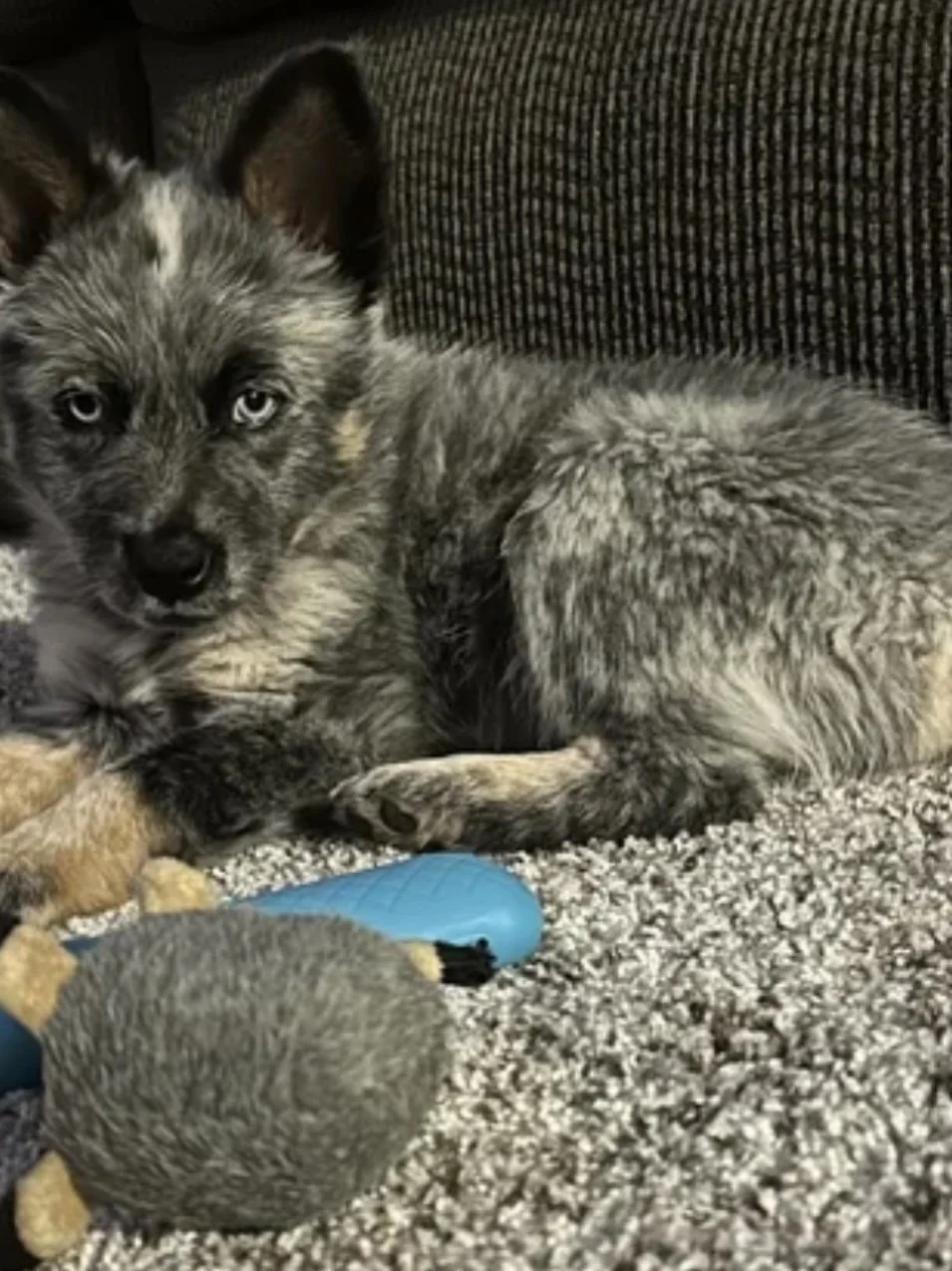 A young gray and black puppy with piercing blue eyes lying on a carpeted floor, next to a small gray rodent with a round body, likely a hamster, near a blue toy.