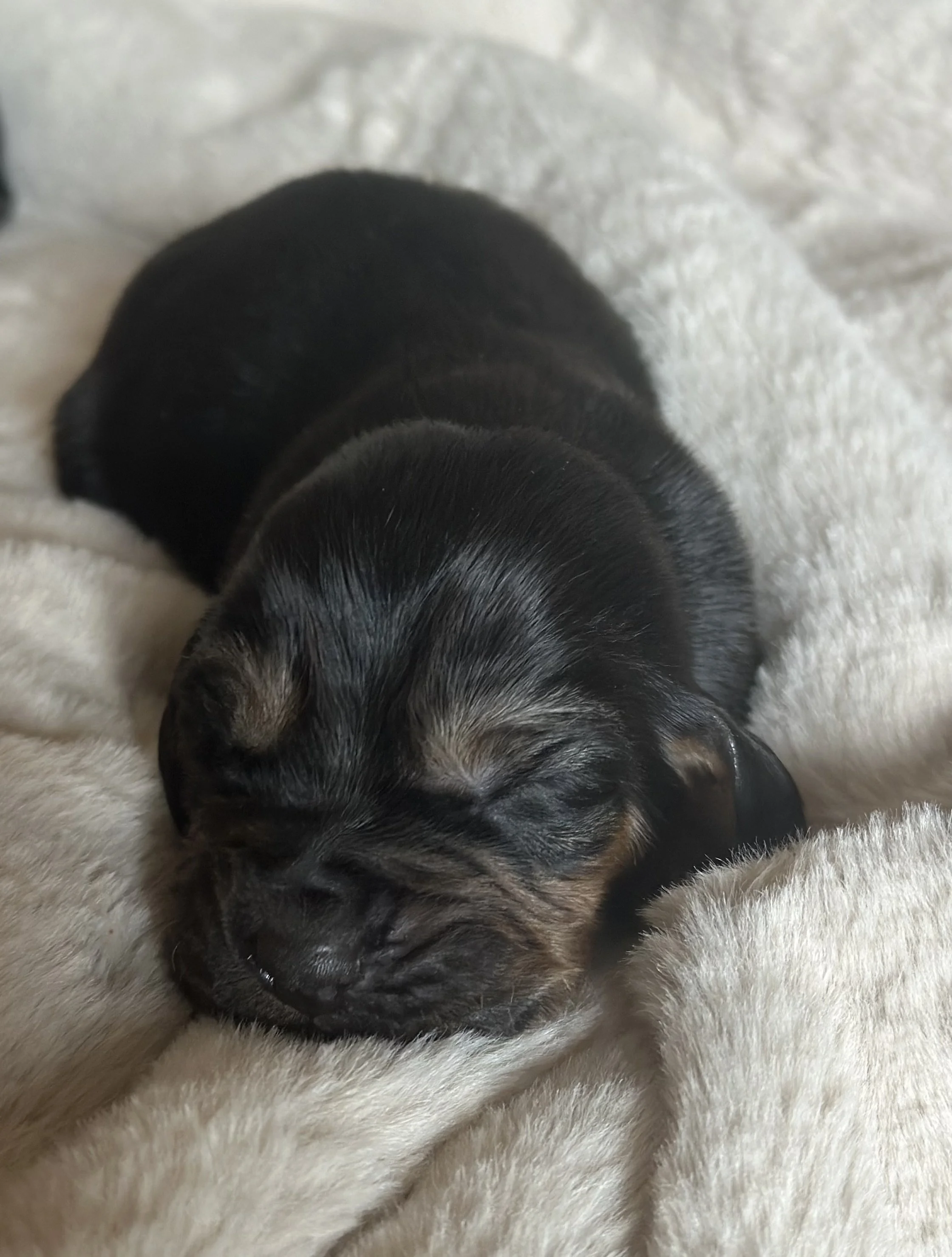 Black and Tan Boy Bloodhound for sale