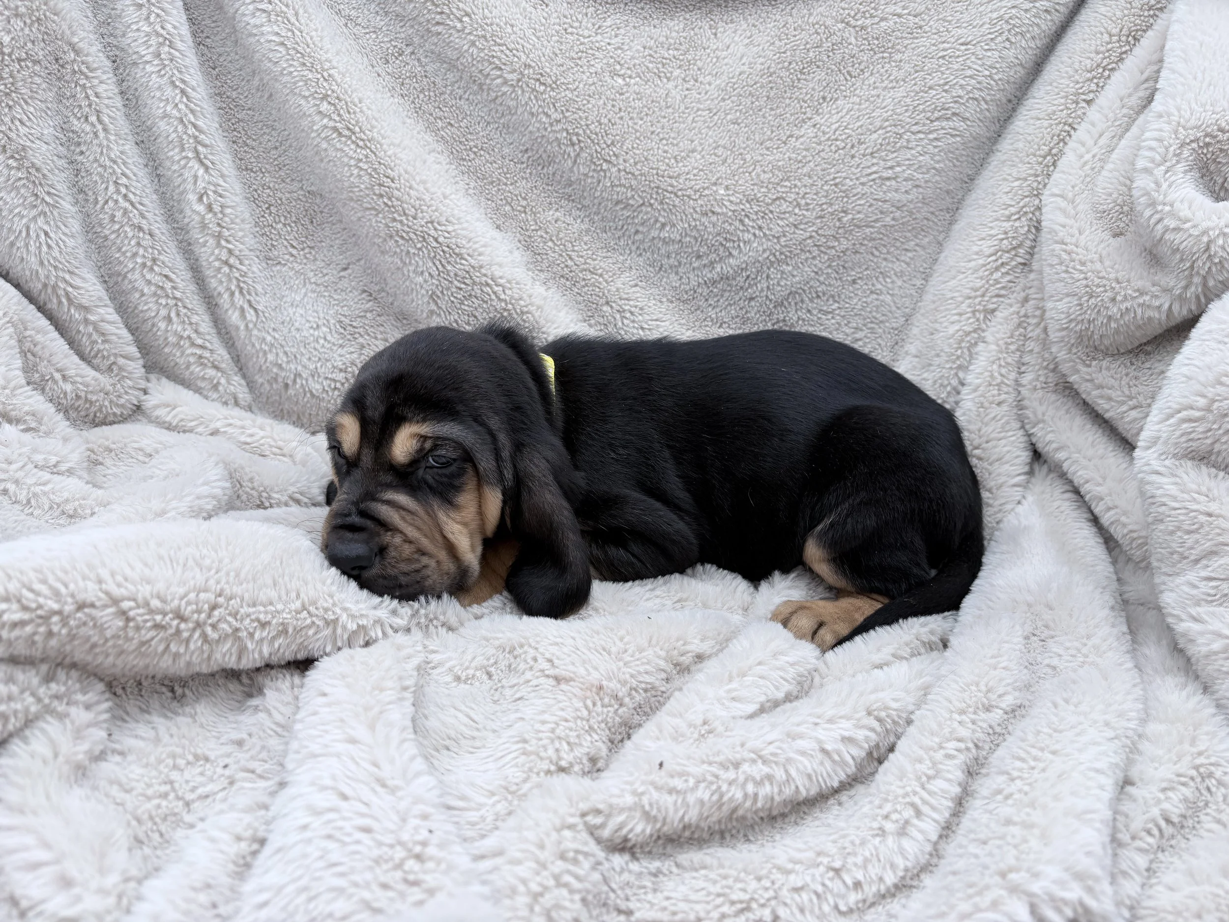 AKC Female Blood hound