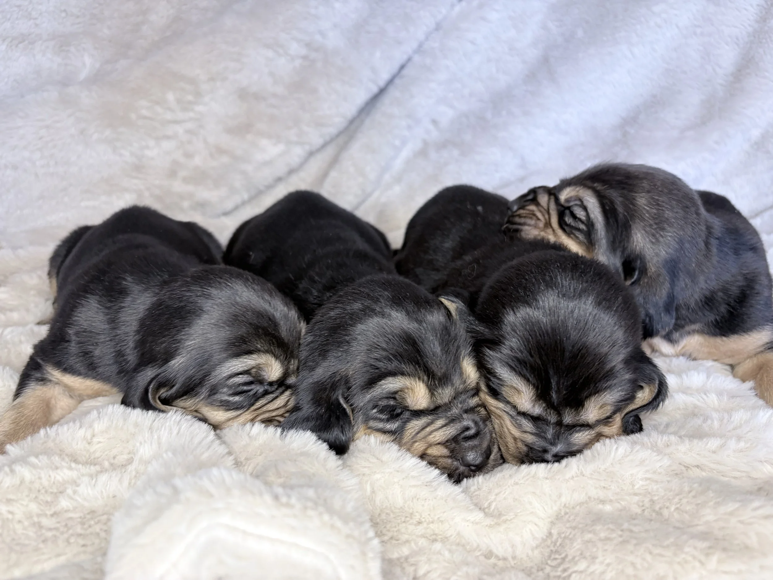 Four female bloodhounds for sale