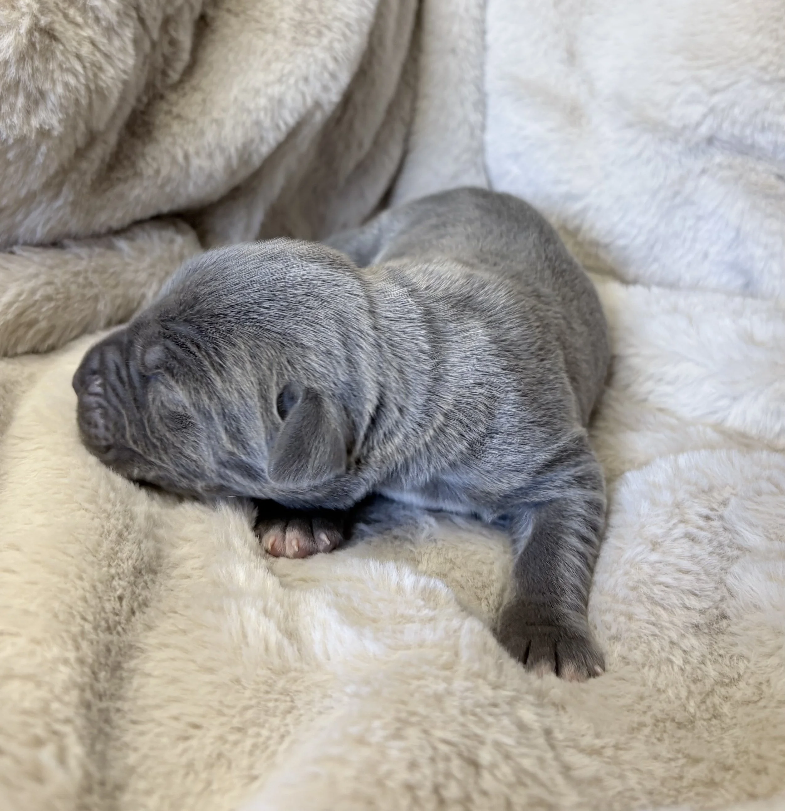 gray cane corso female for sale