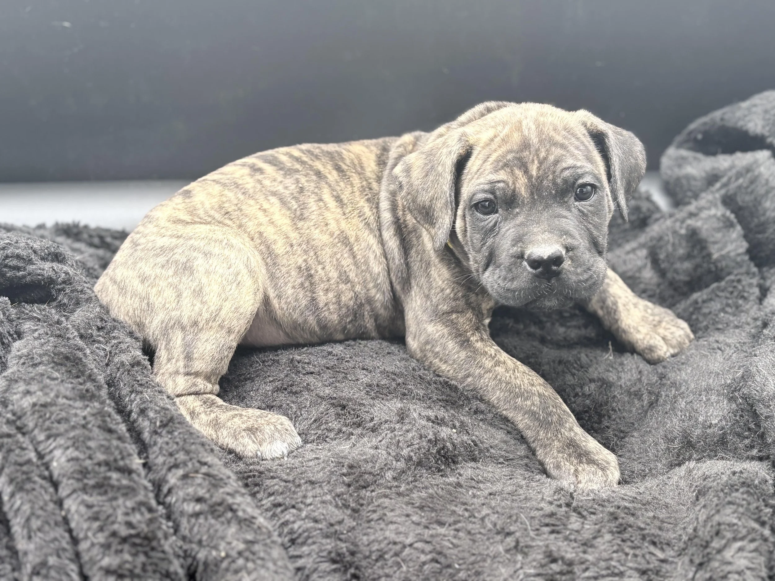 puppy black brindle akc cane corso