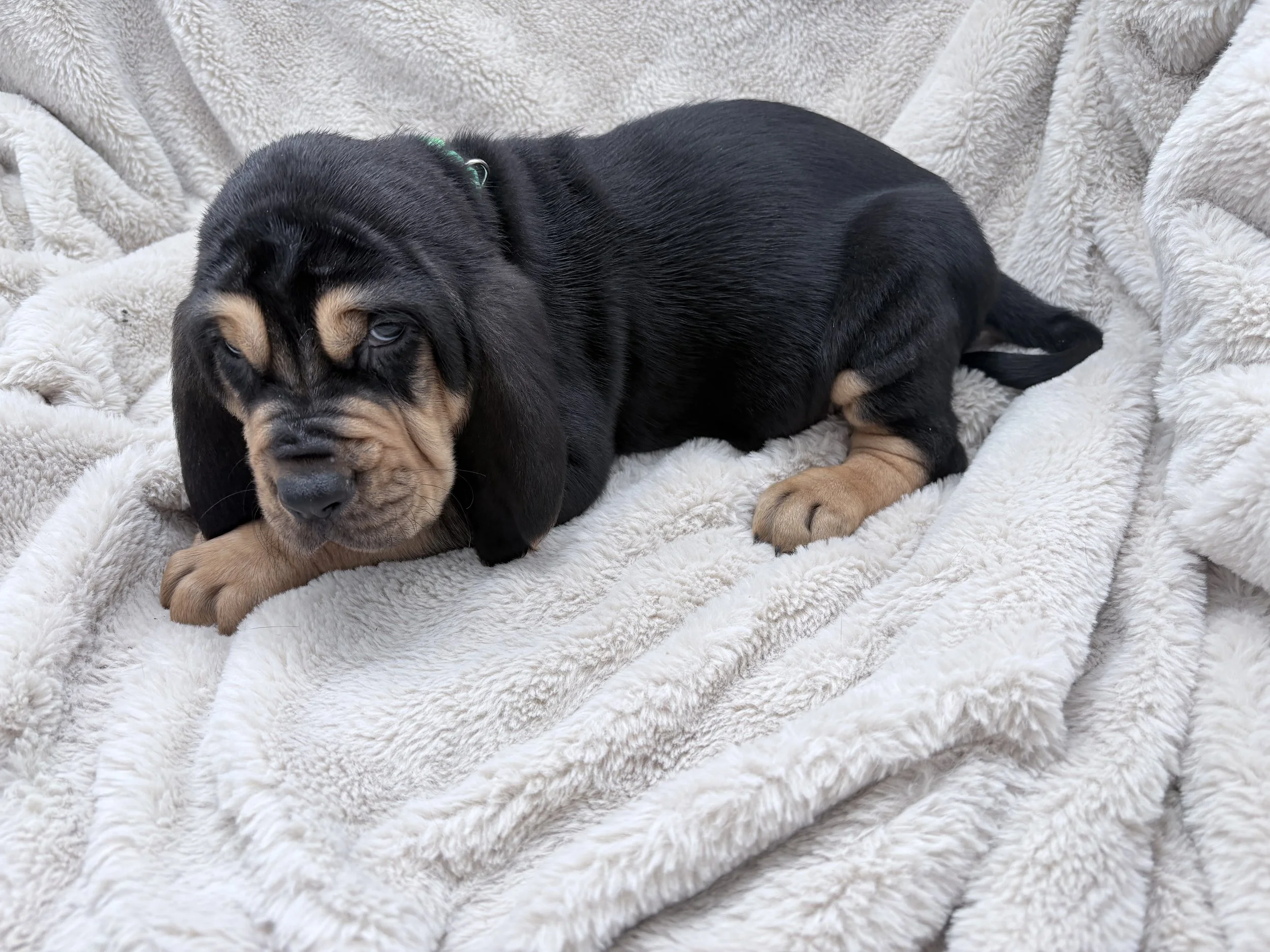 Hunting AKC puppies near me