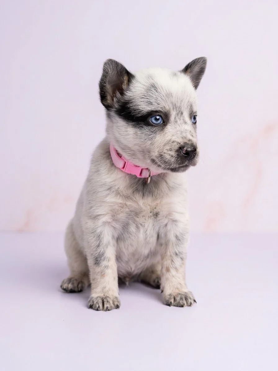 Blue eyed blue heeler for sale in oklahoam