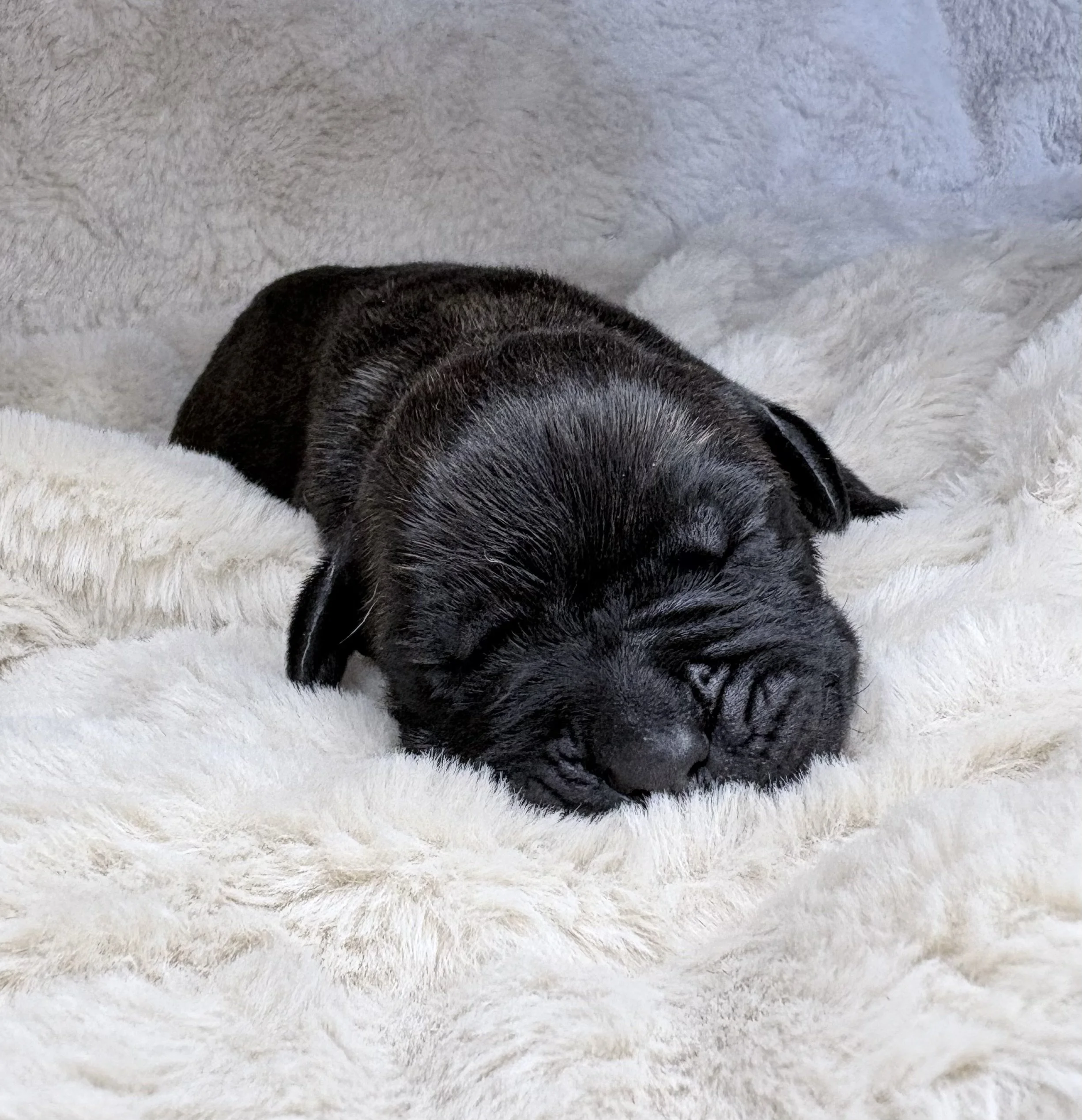 black brindle cane corso girl for sale