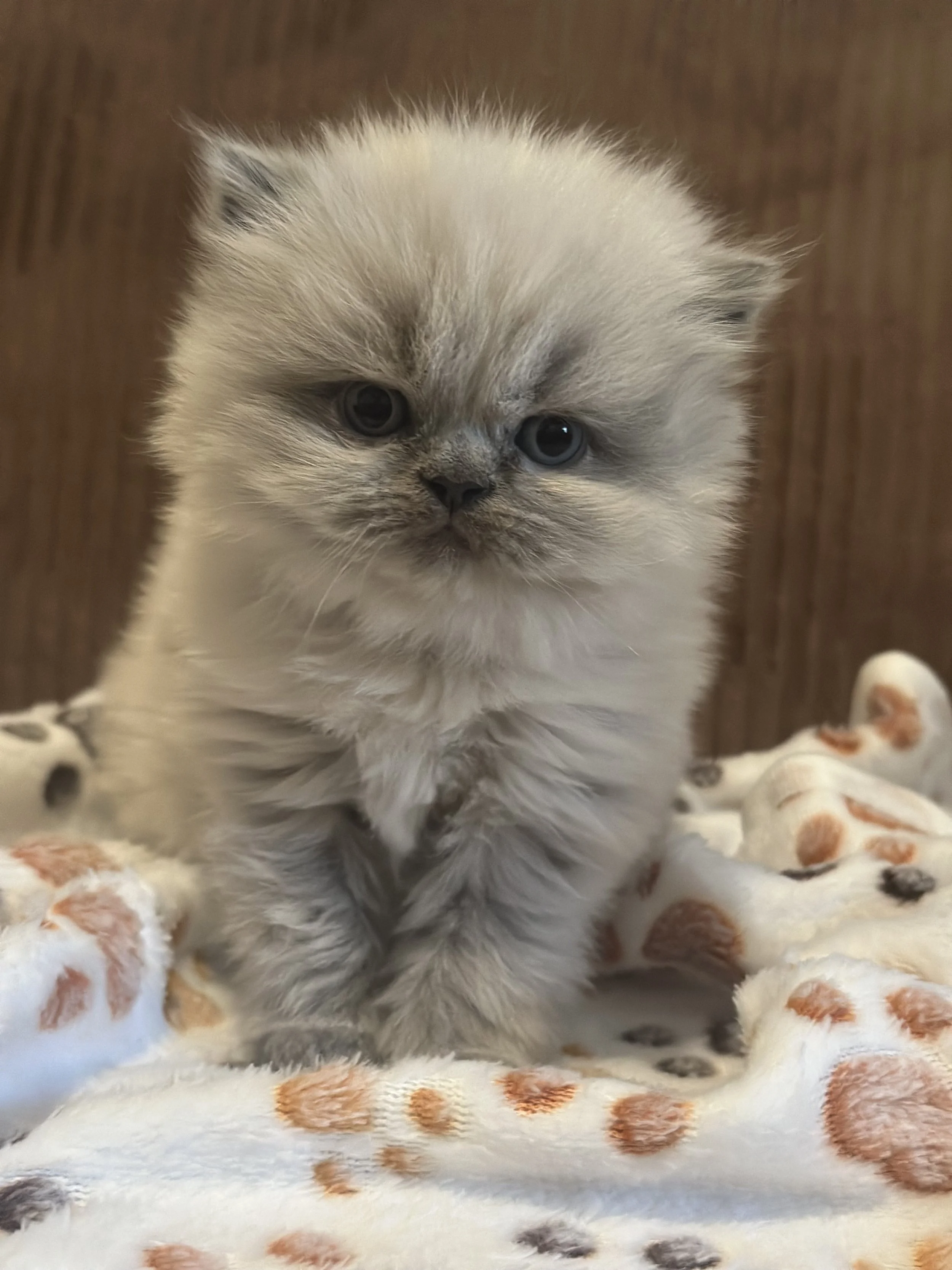 A fluffy blue point doll face persian.