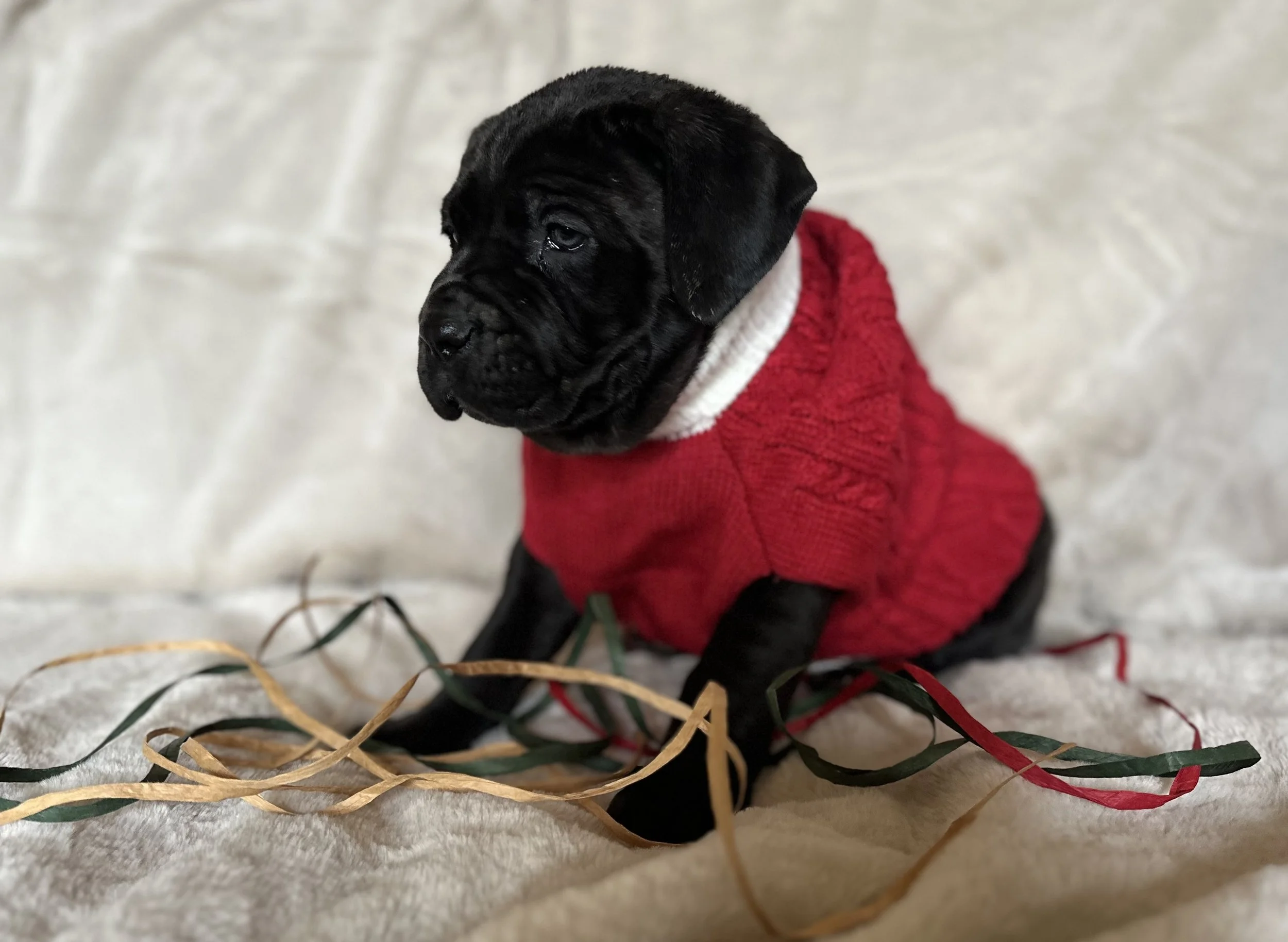 Black brindle cane corso oklahoma