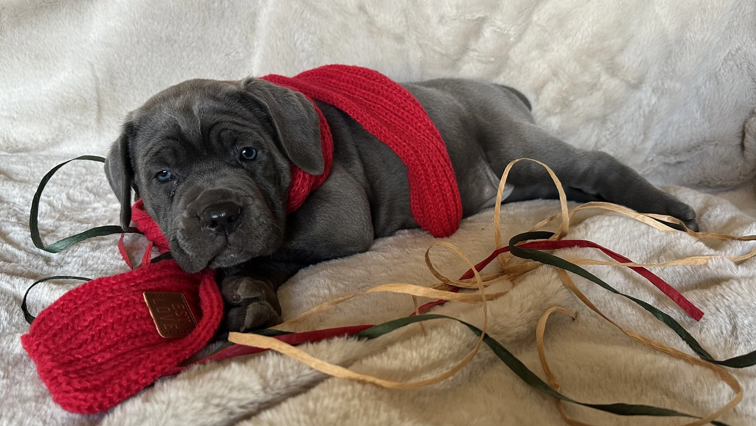 A gray cane corso puppy lying on a fluffy beige blanket, wearing a red knit scarf and a red stocking cap, with colorful paper ribbons around it.