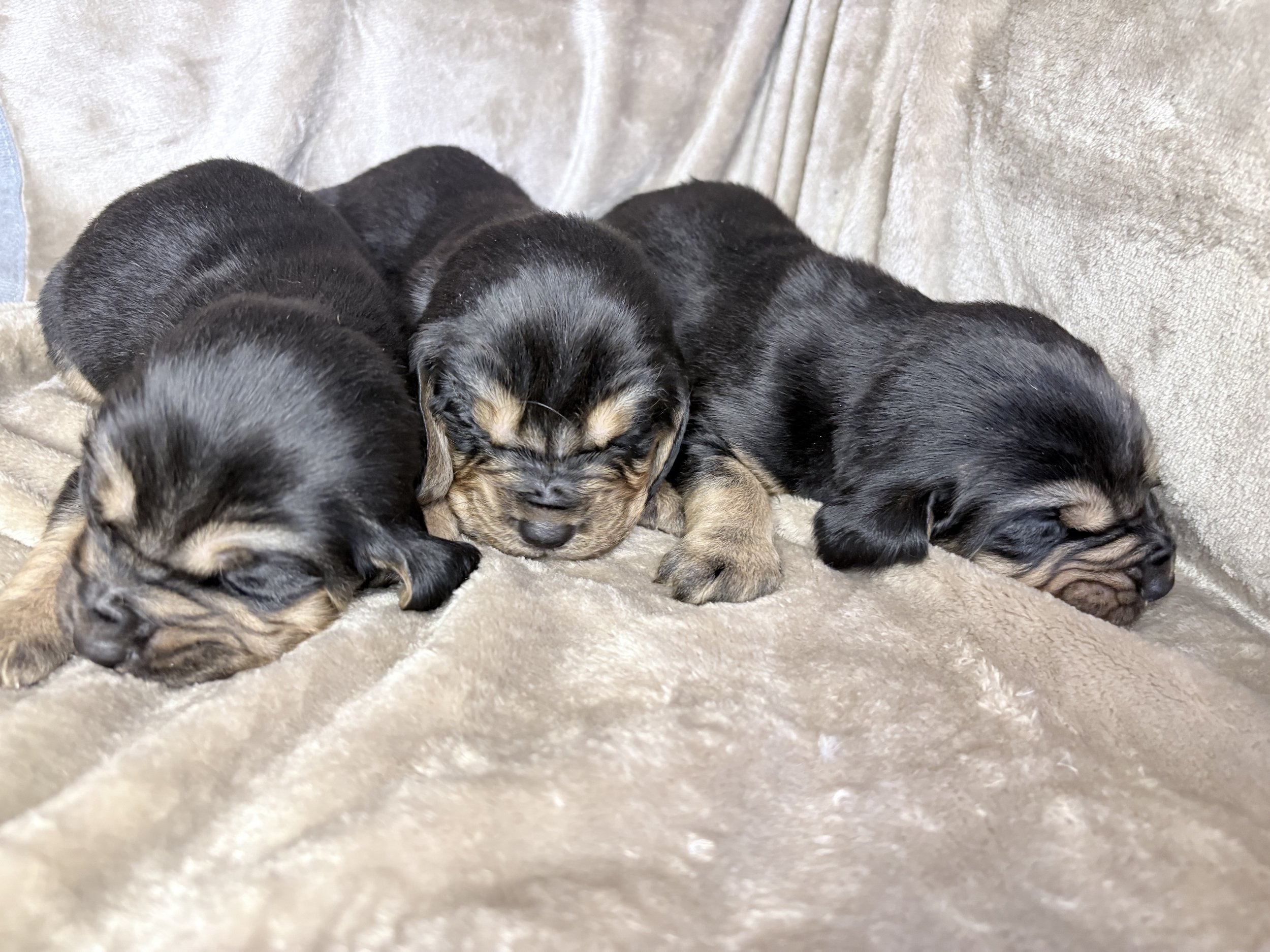 3 Male Bloodhound puppies for sale
