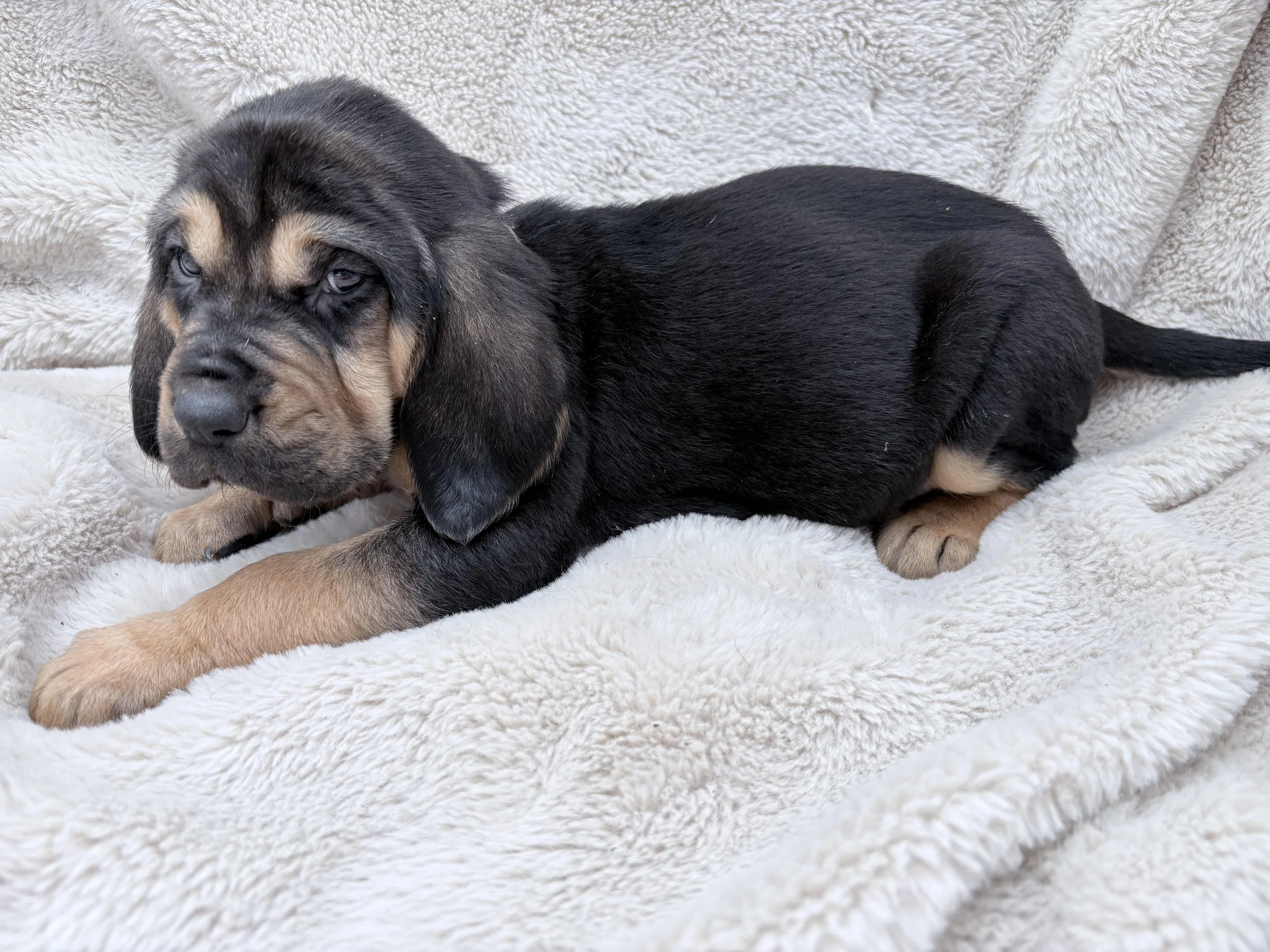 akc bloodhound puppy for rehoming